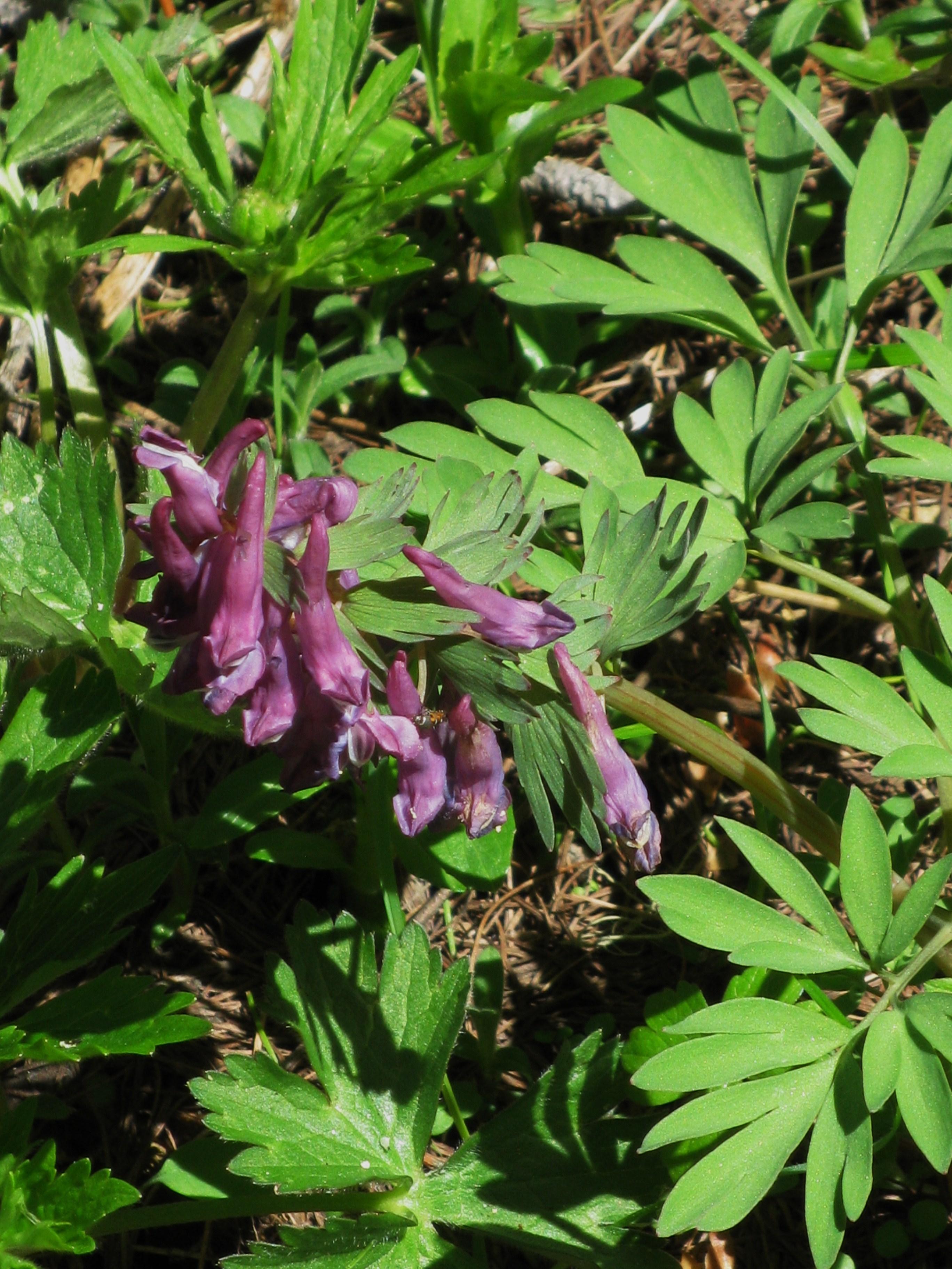 corydalis_solida1bmv
