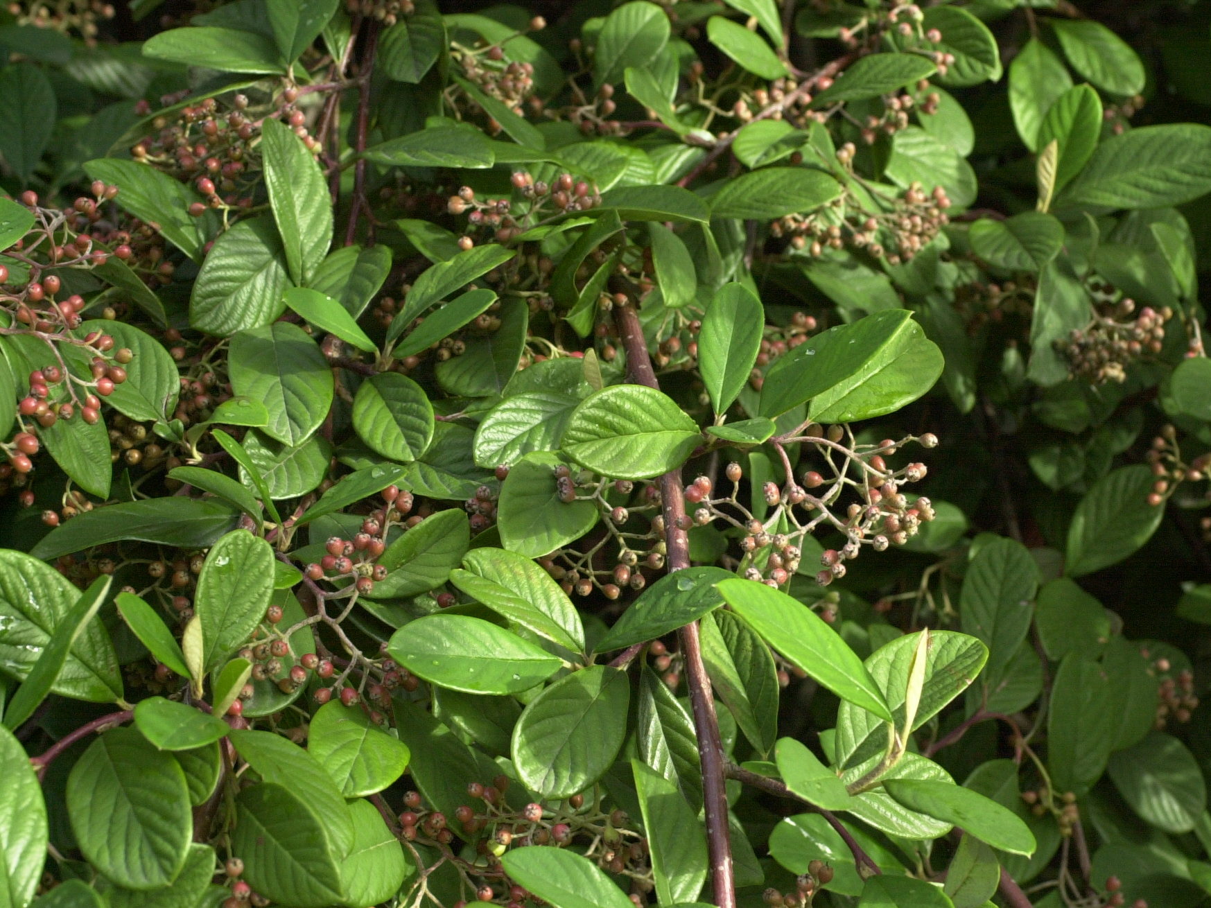 Afficher le média Cotoneaster_franchetii Cotoneaster_franchetii