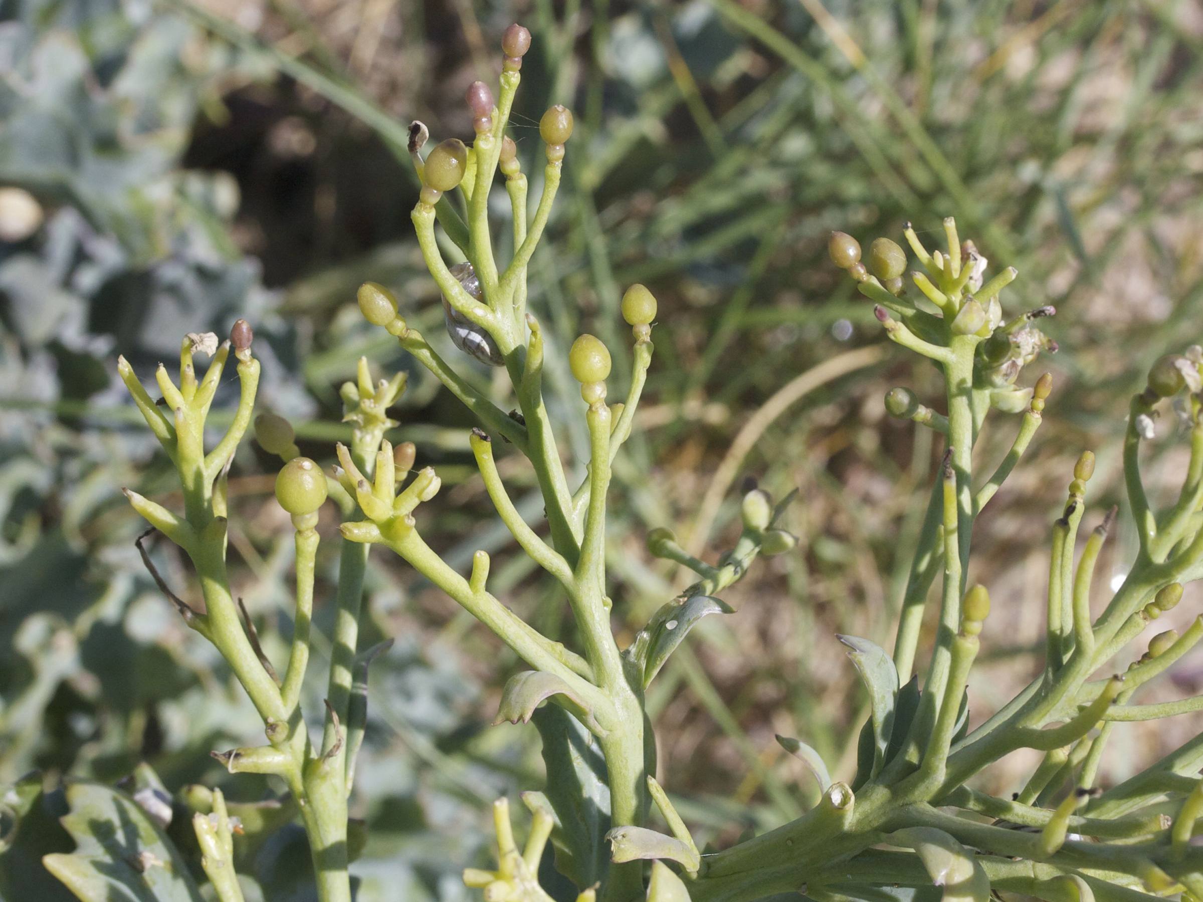 Afficher le média crambe_maritima4md crambe_maritima4md