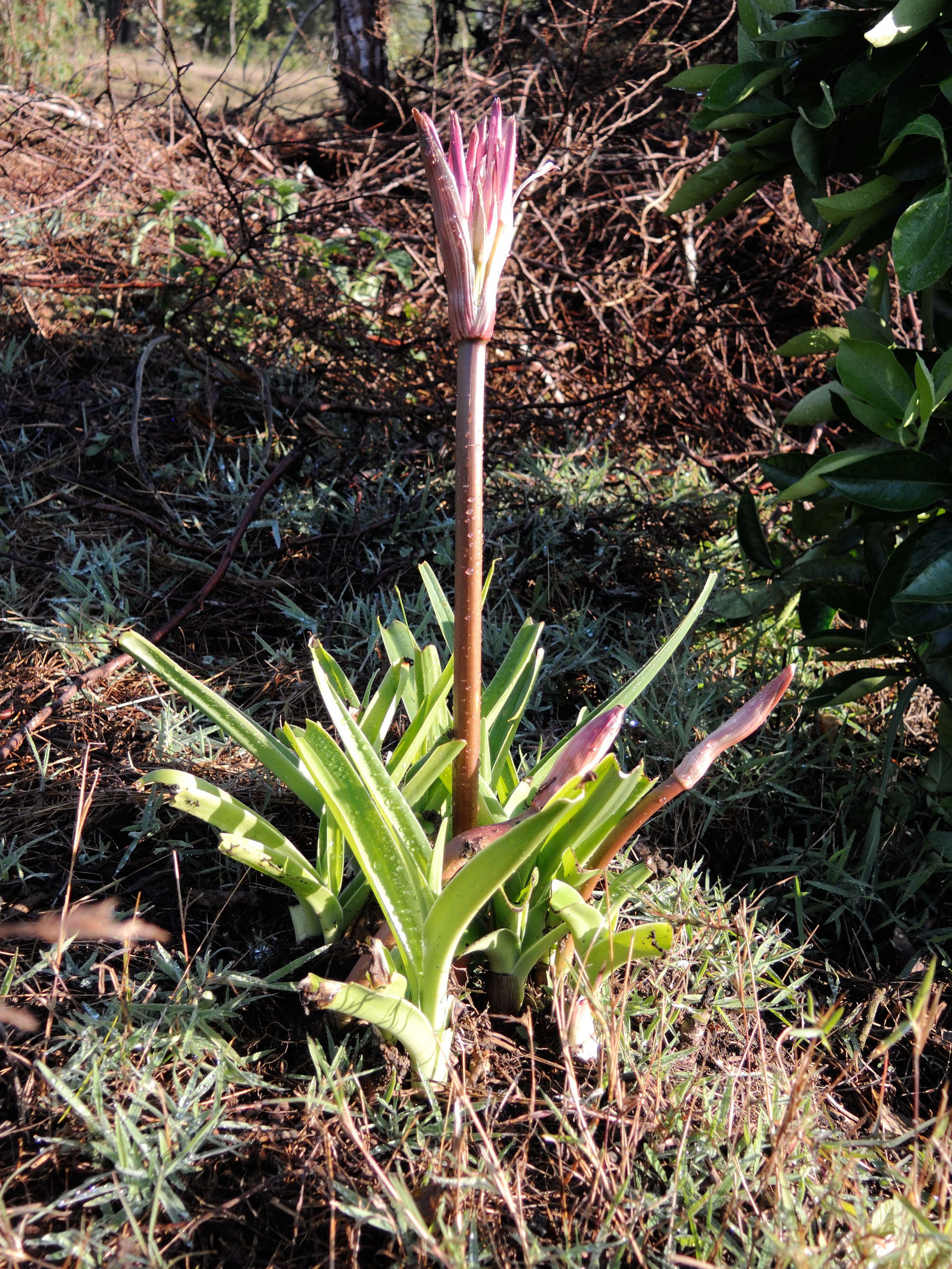 crinum_firmifolium1md