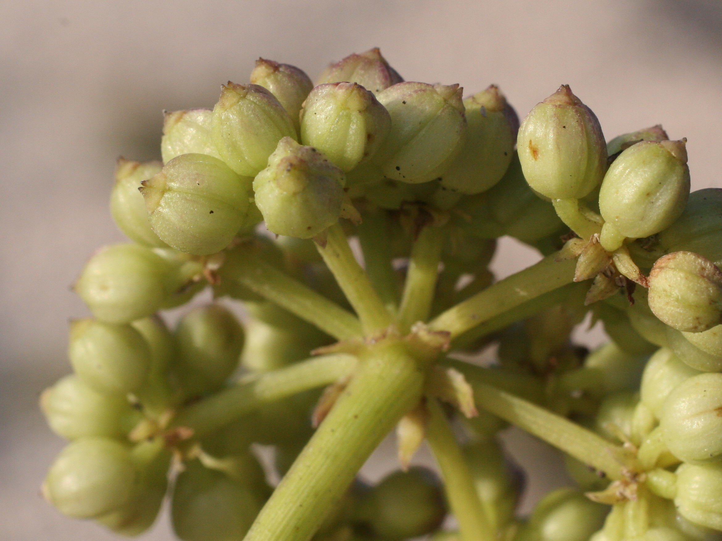 crithmum_maritimum6amd