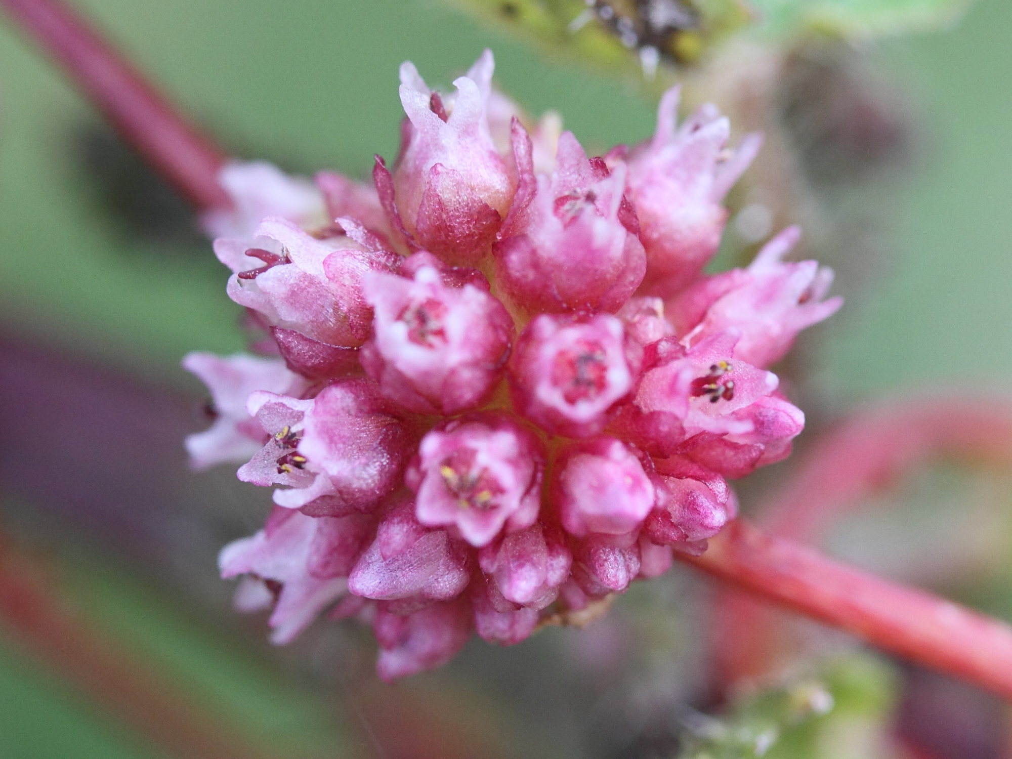 cuscuta_europaea3md