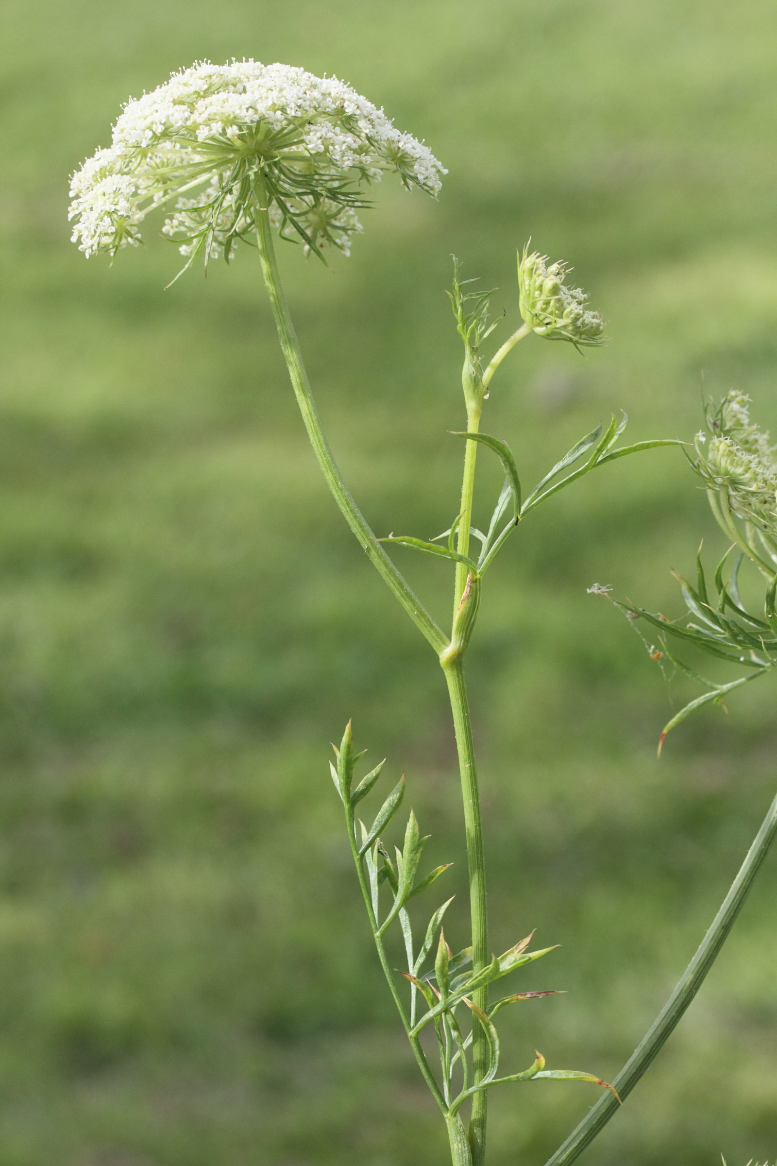 daucus_carota_sativa2md