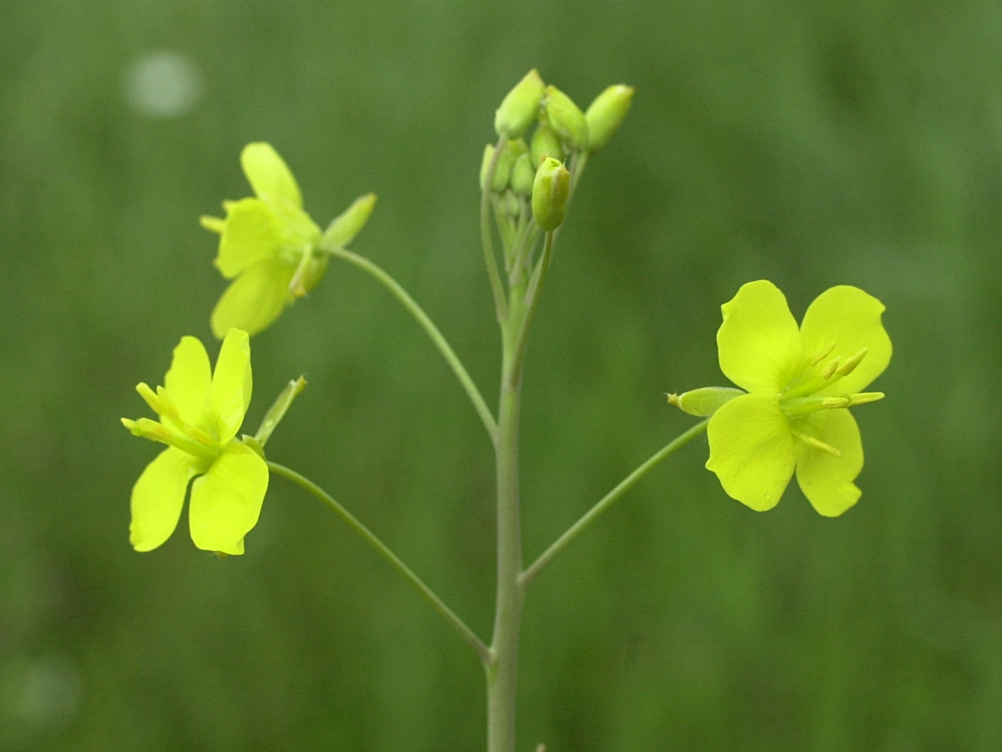 diplotaxis_tenuifolia2md