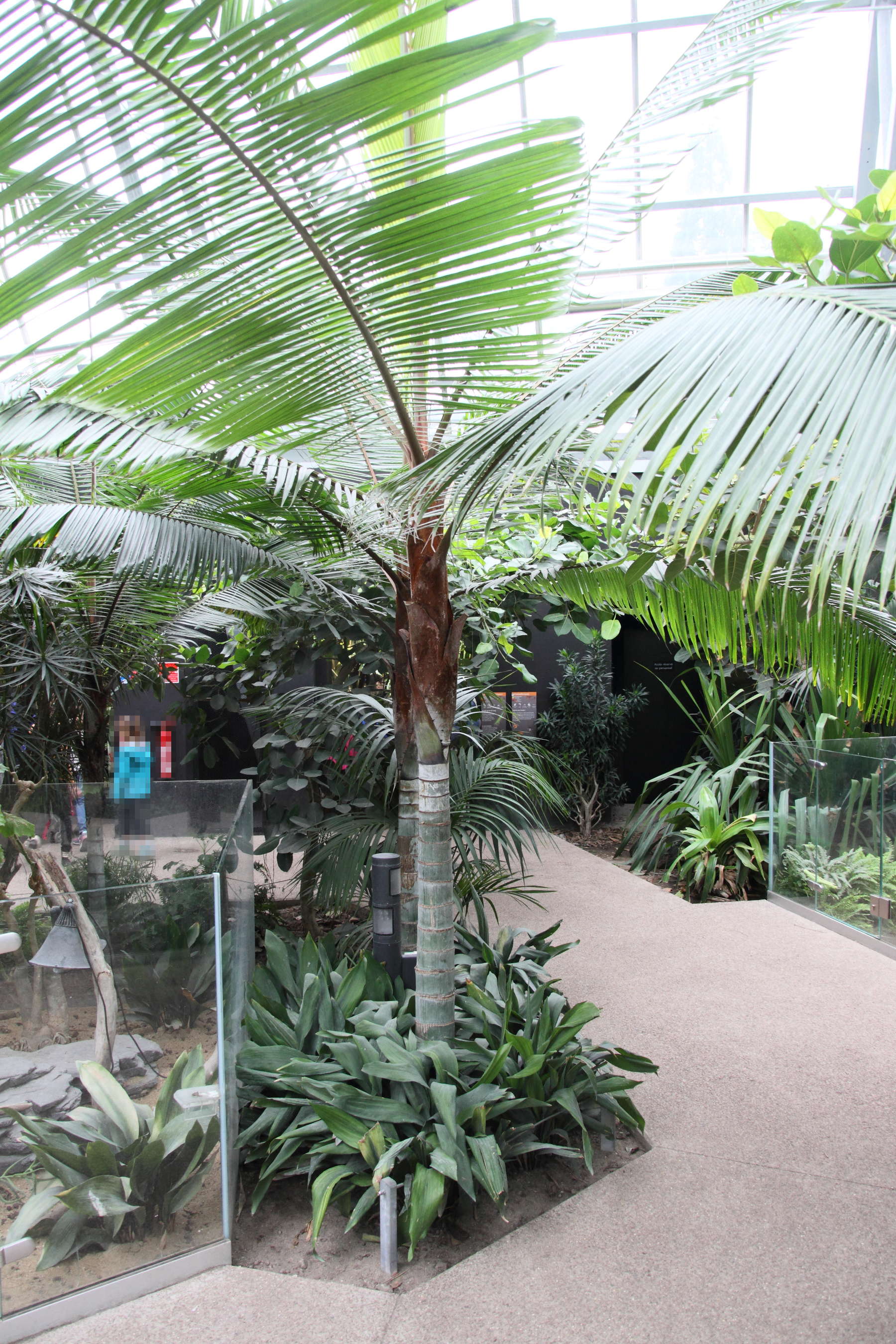 dypsis_lastelliana1md