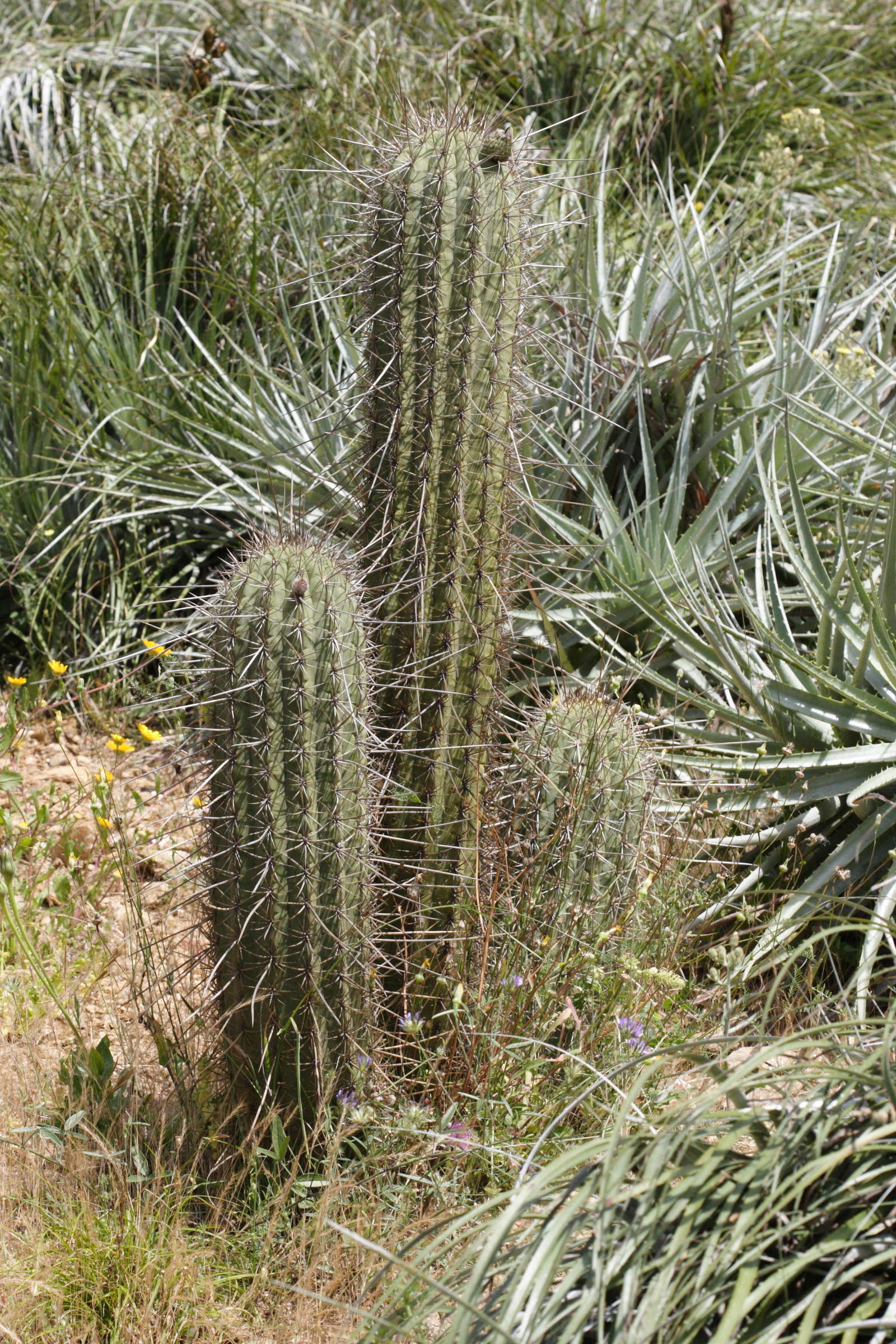 echinopsis_chilensis1md