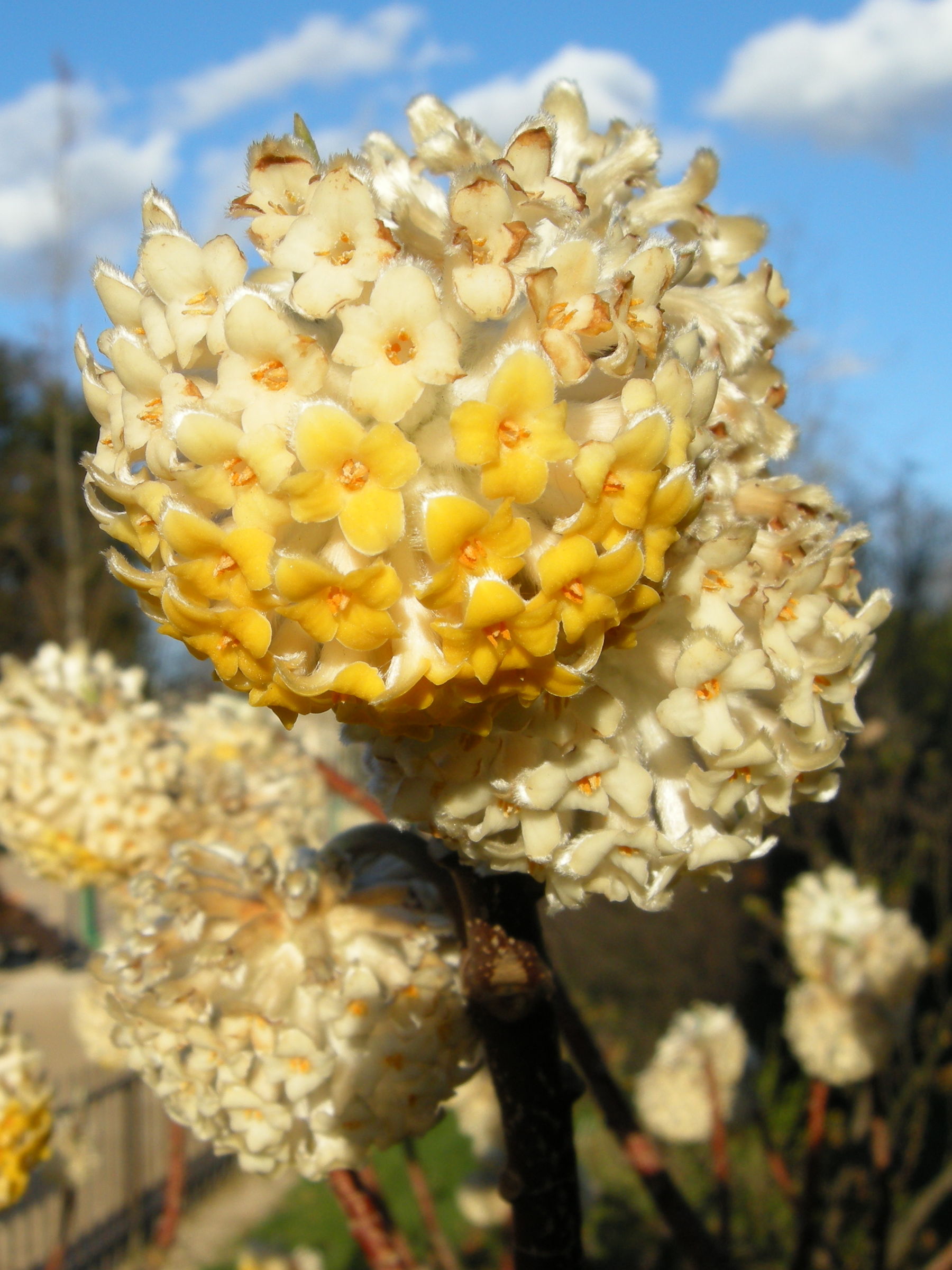 Afficher le média edgeworthia_papyrifera2md edgeworthia_papyrifera2md