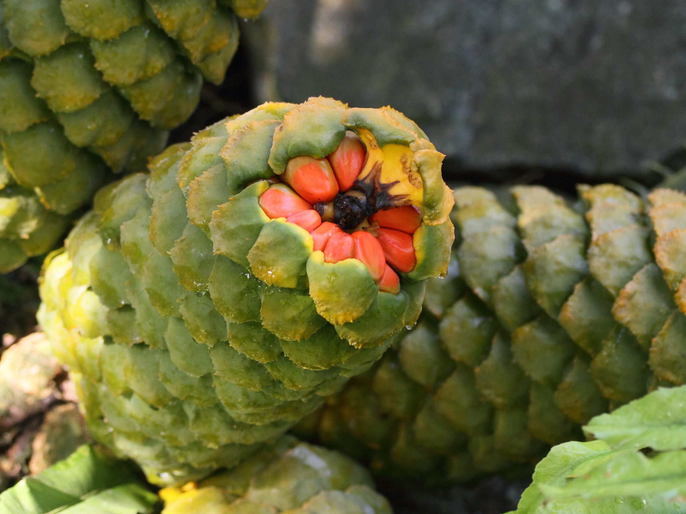 encephalartos_villosus3md