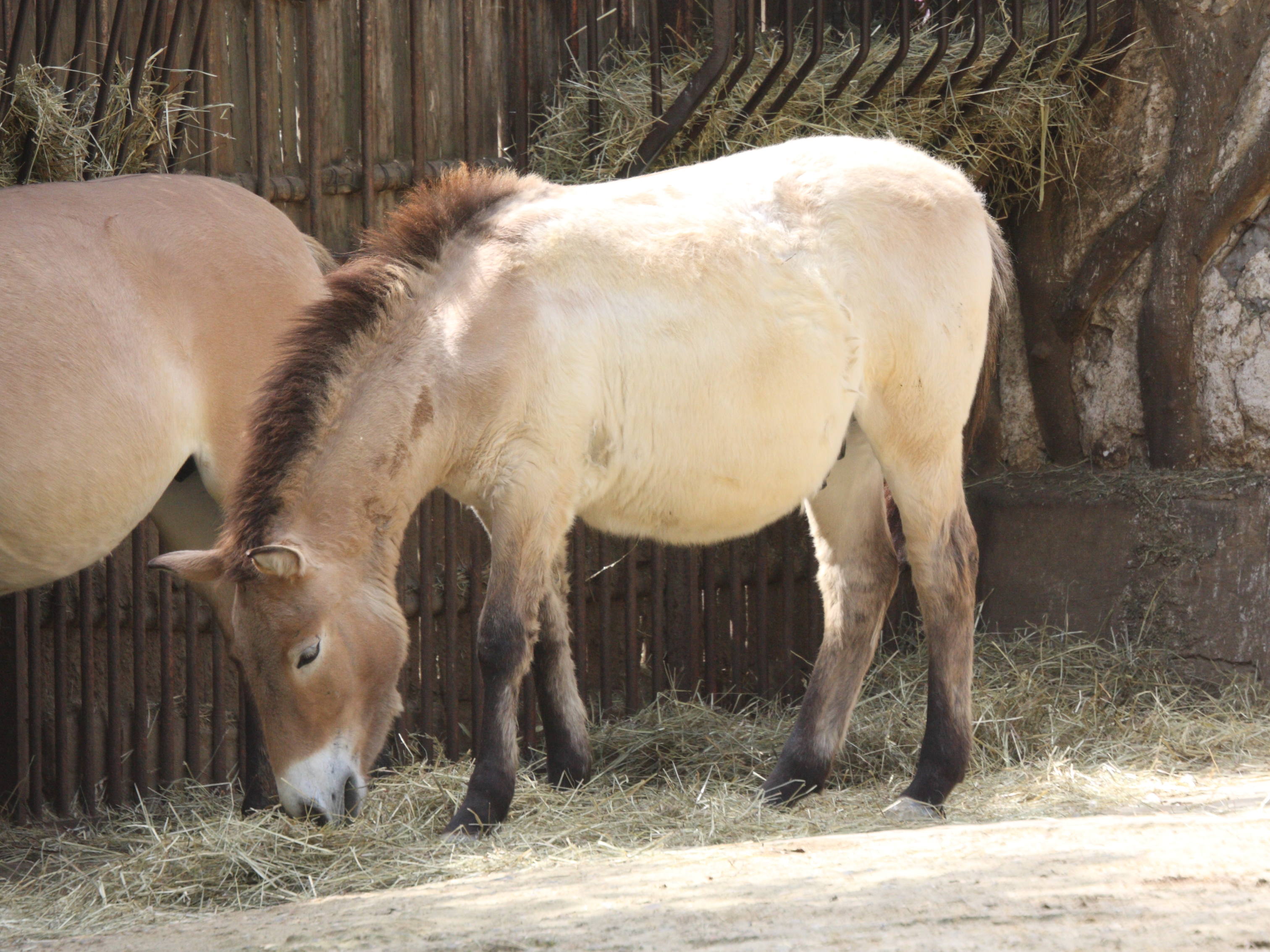 equus_ferus_przewalskii2md
