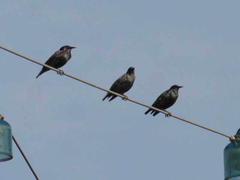 etourneau_unicolore_-_sturnus_unicolor1bd