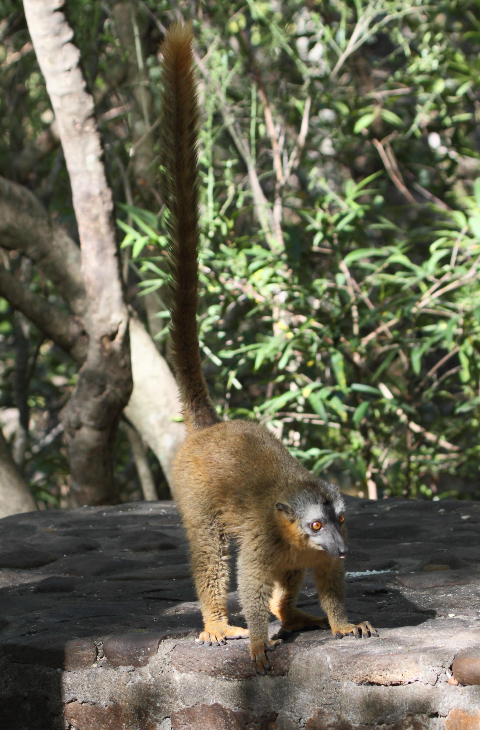 eulemur_fulvus_rufus3bd