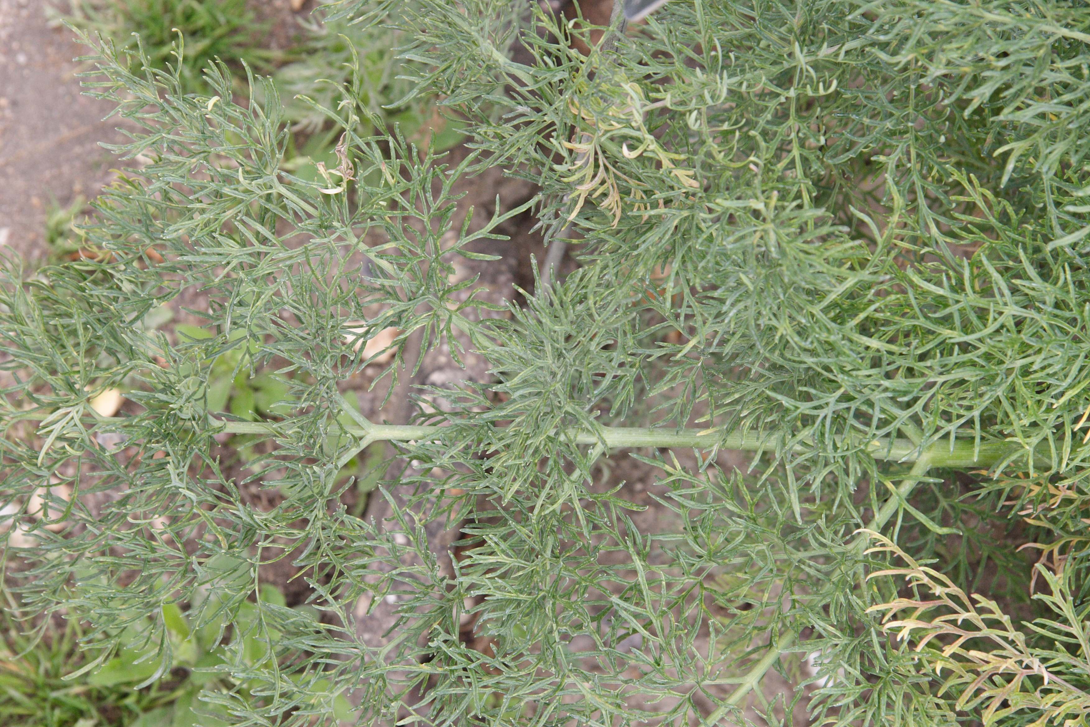 Afficher le média ferula_communis_glauca1md ferula_communis_glauca1md