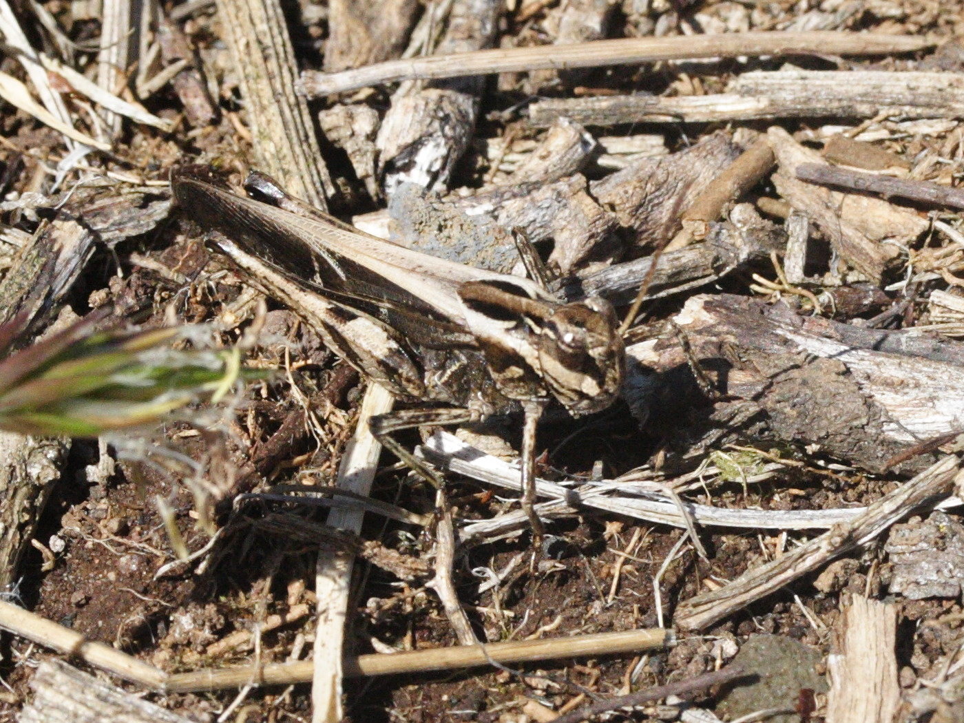 gastrimargus_africanus1md