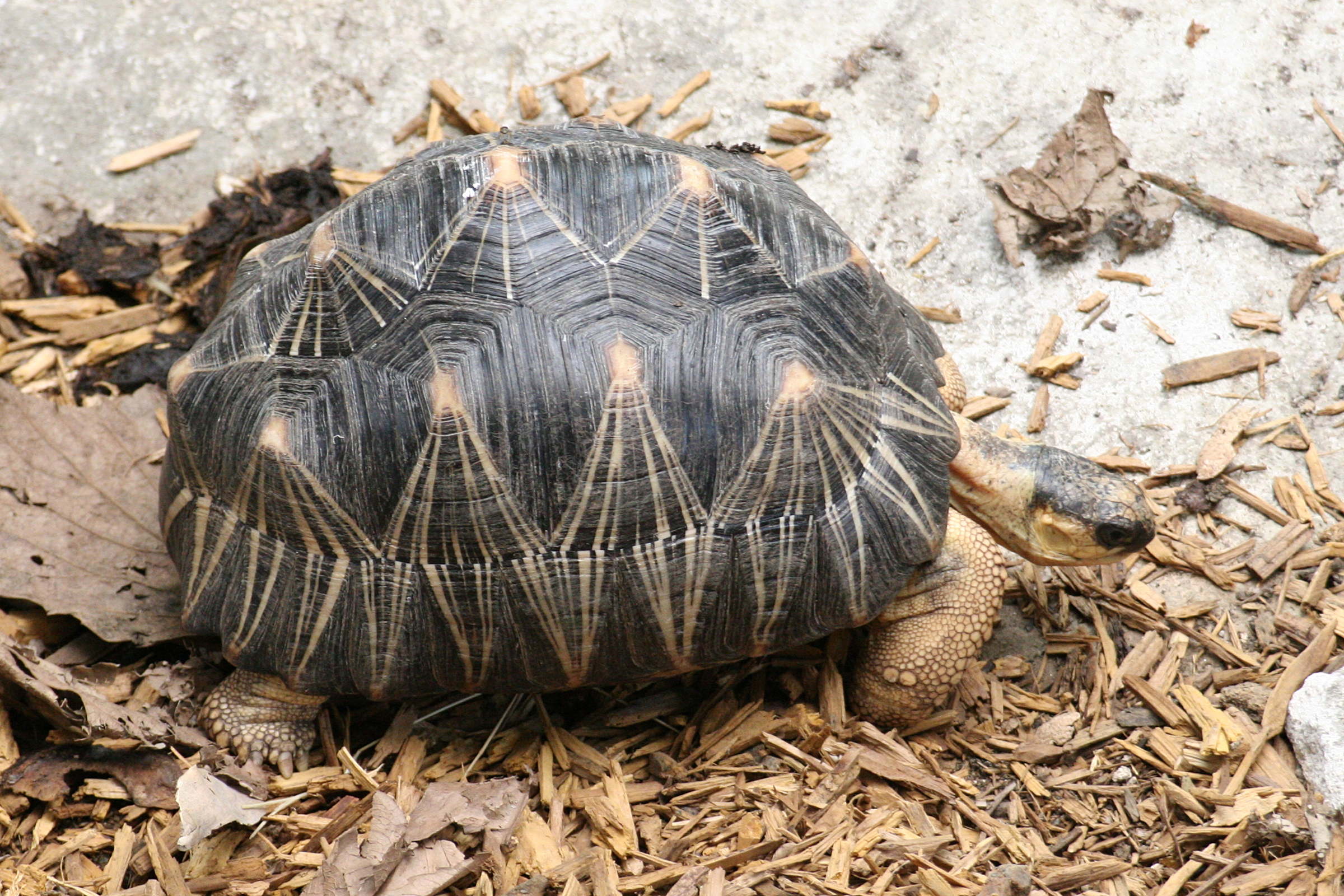 Afficher le média geochelone_radiata1md geochelone_radiata1md