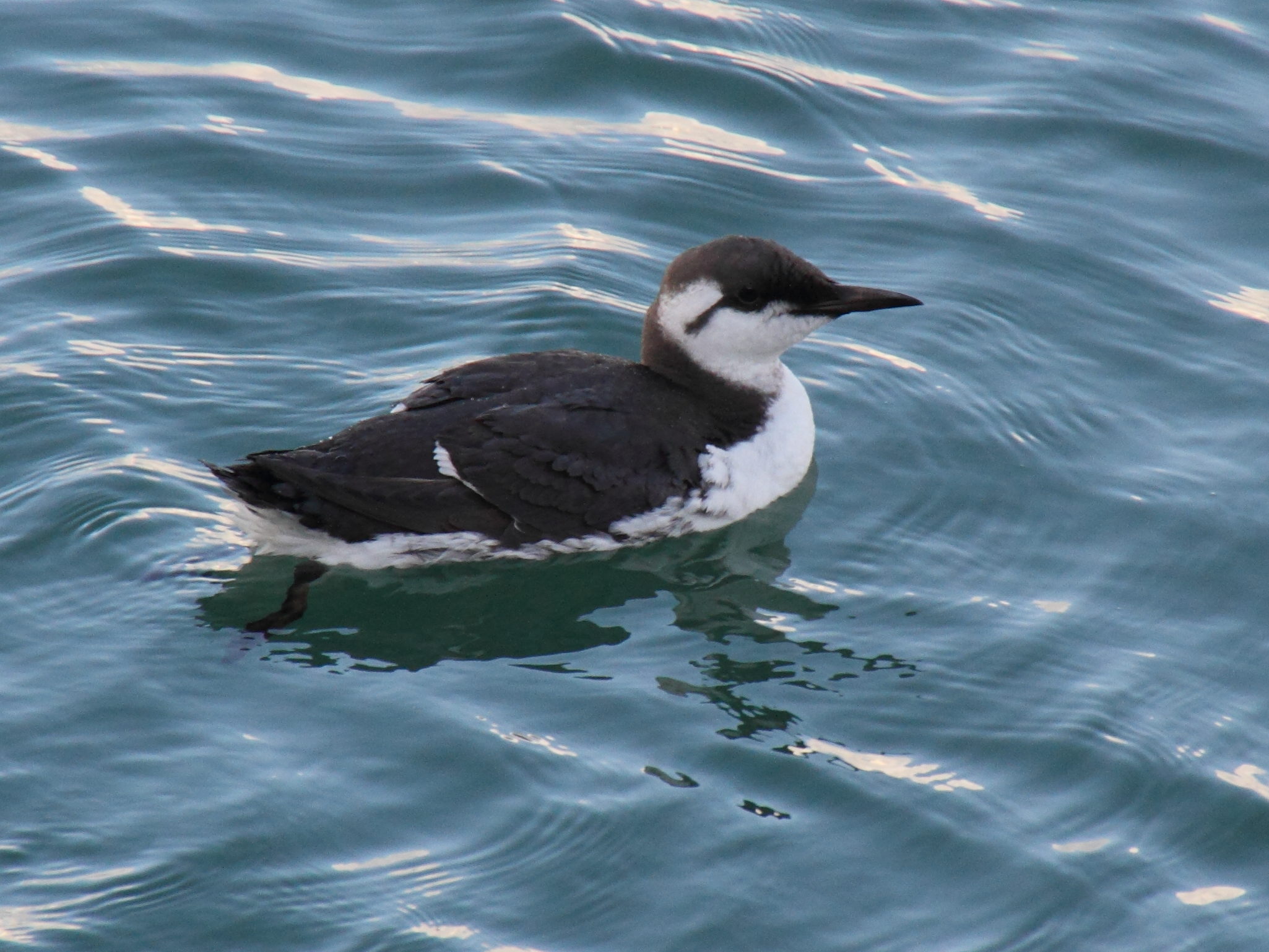 guillemot_de_troil_-_uria_aalge1bmd
