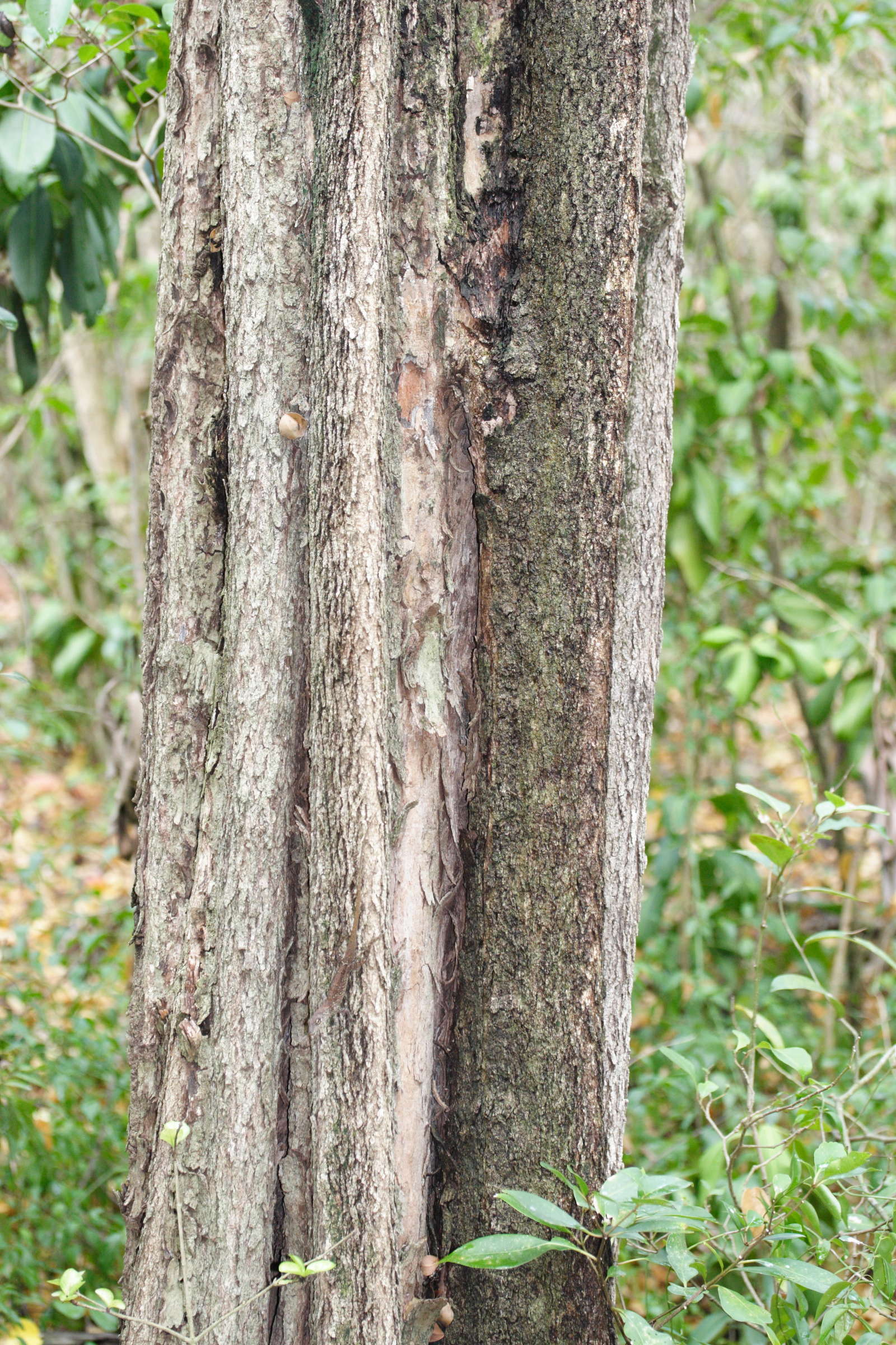 haematoxylon_campechianum5md