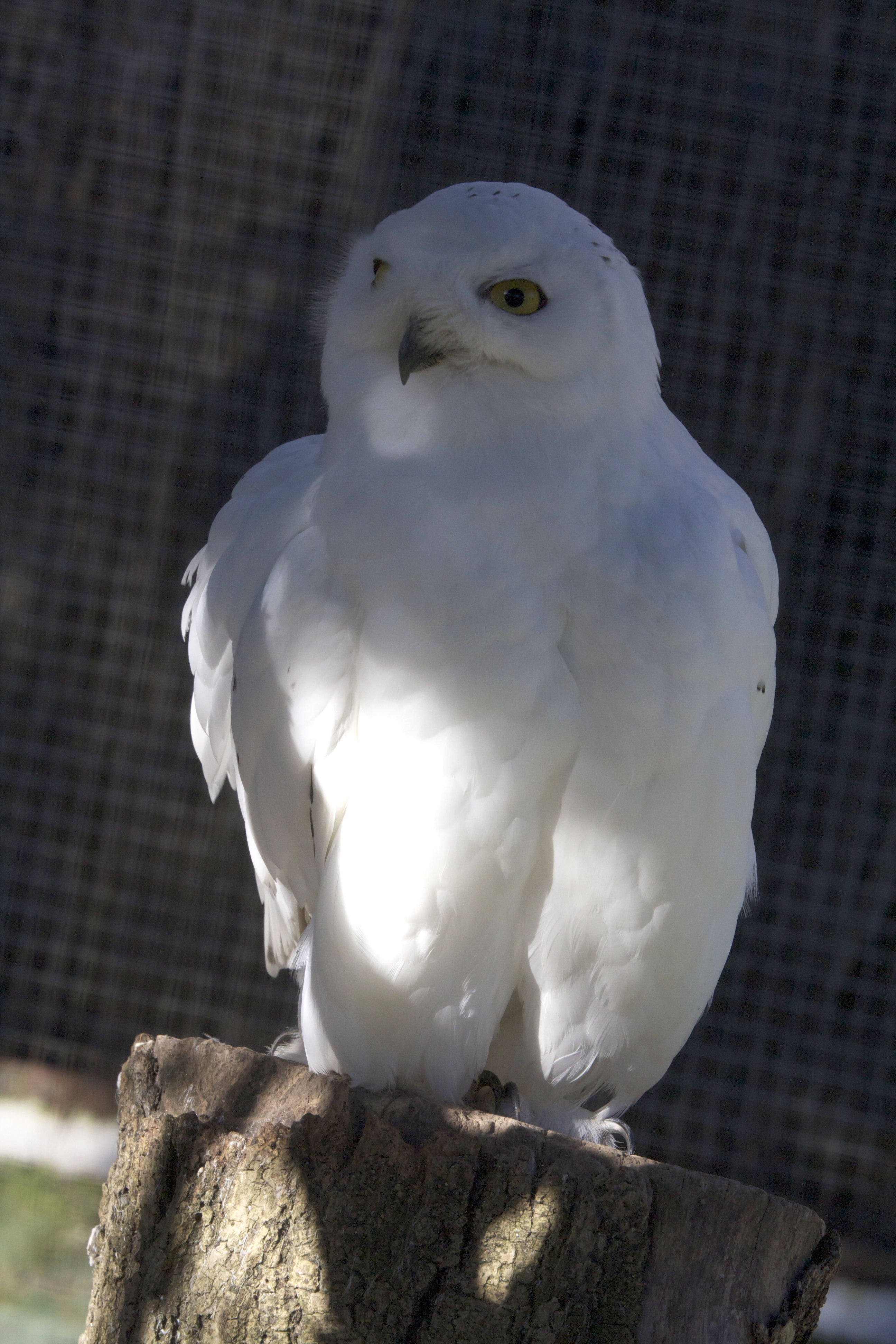 harfang_des_neiges_-_bubo_scandiacus3md