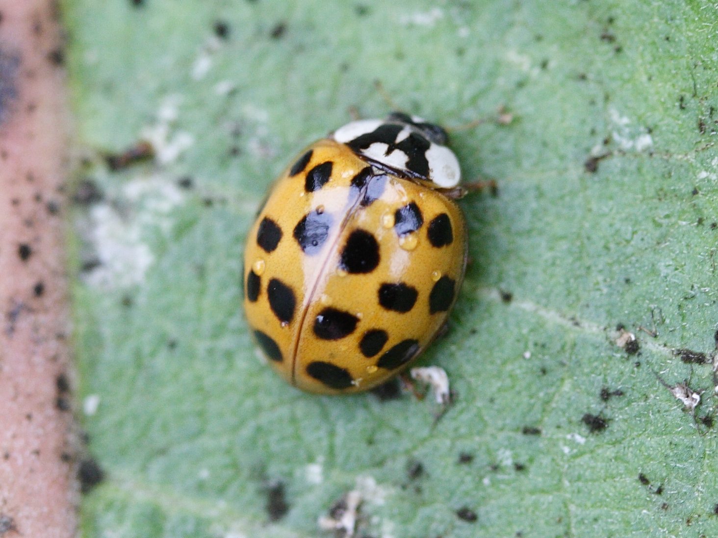 Afficher le média harmonia_axyridis4md harmonia_axyridis4md