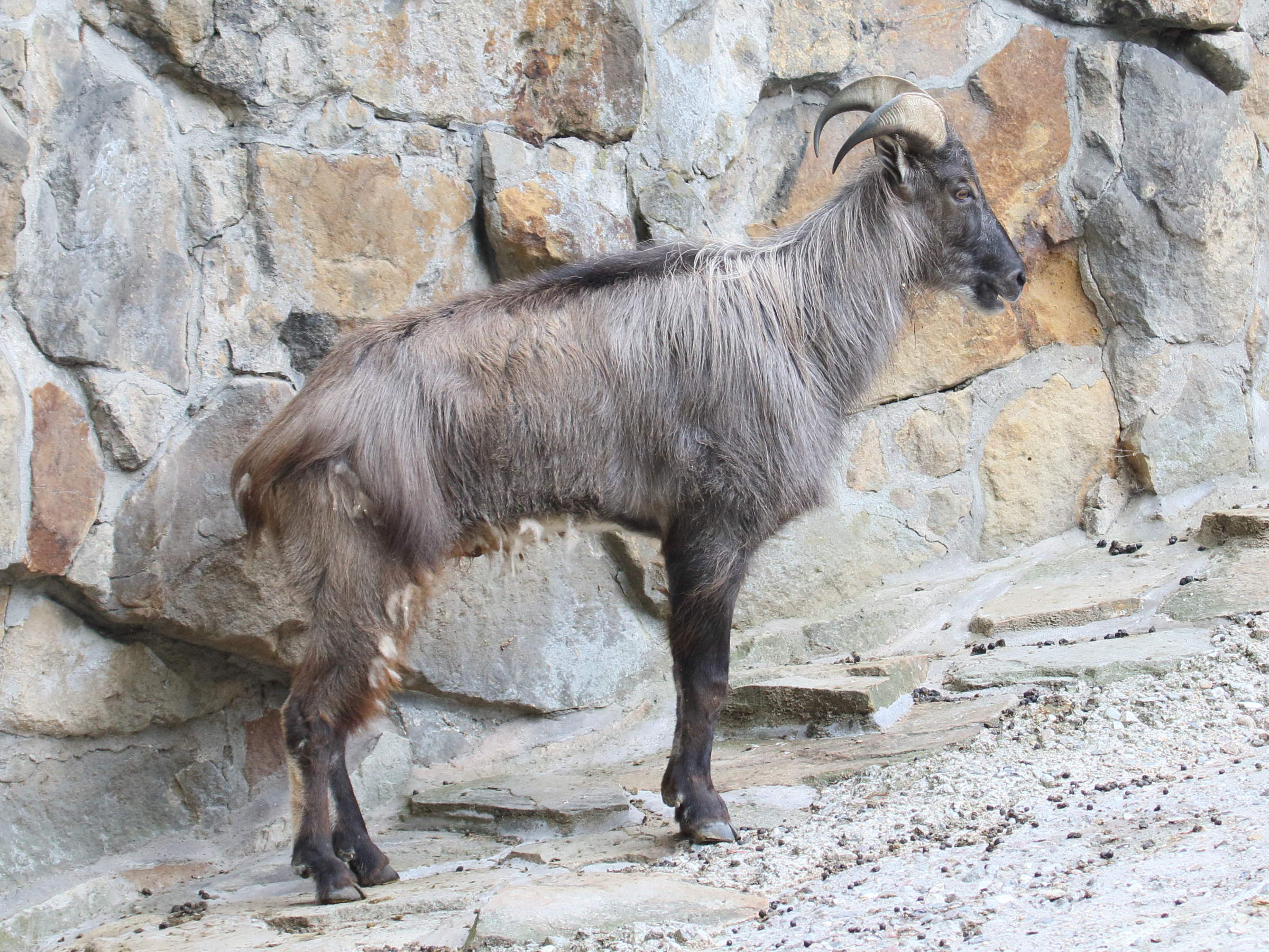 hemitragus_jemlahicus3bd