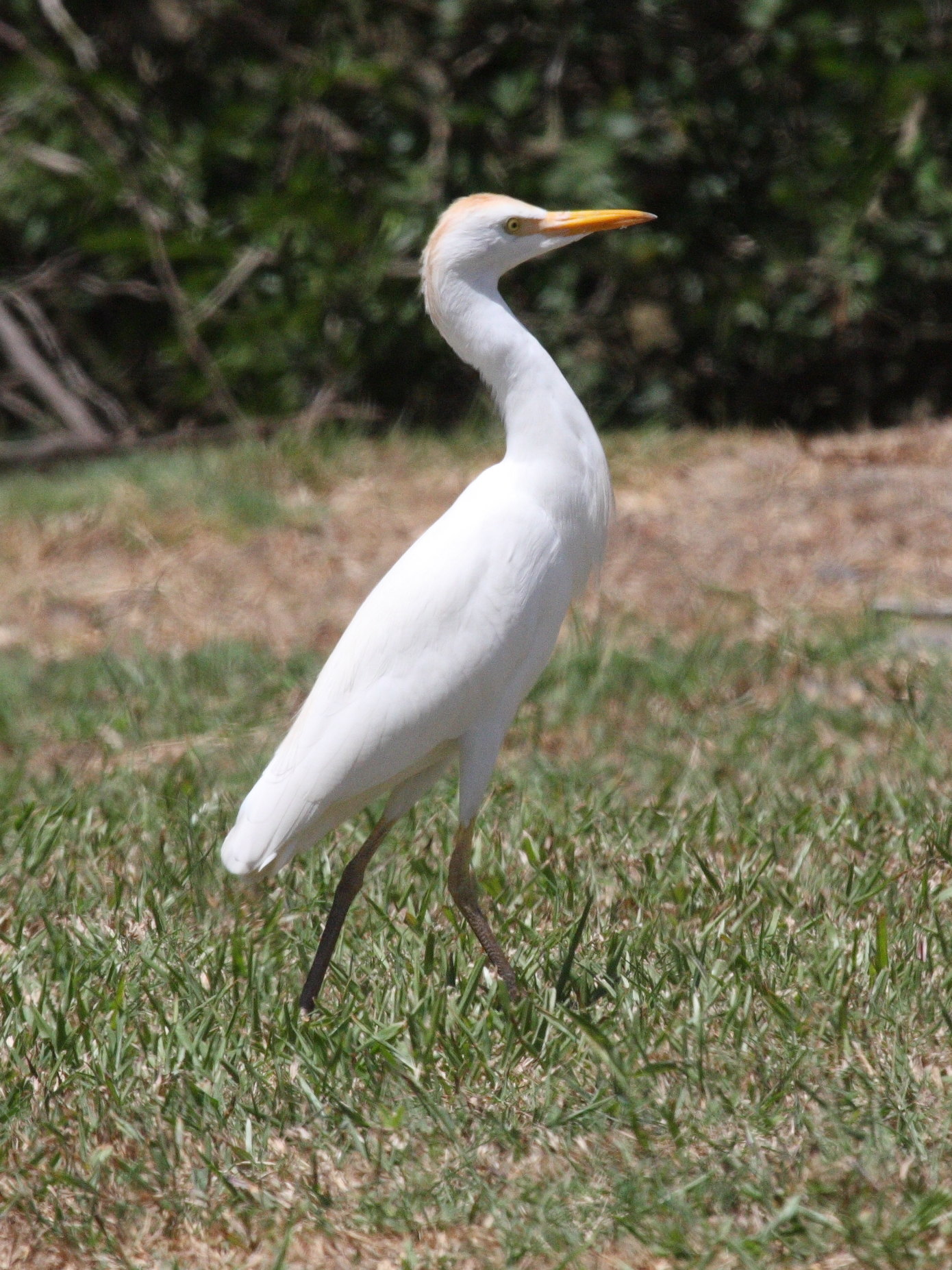 heron_gardeboeufs_-_bubulcus_ibis1bd