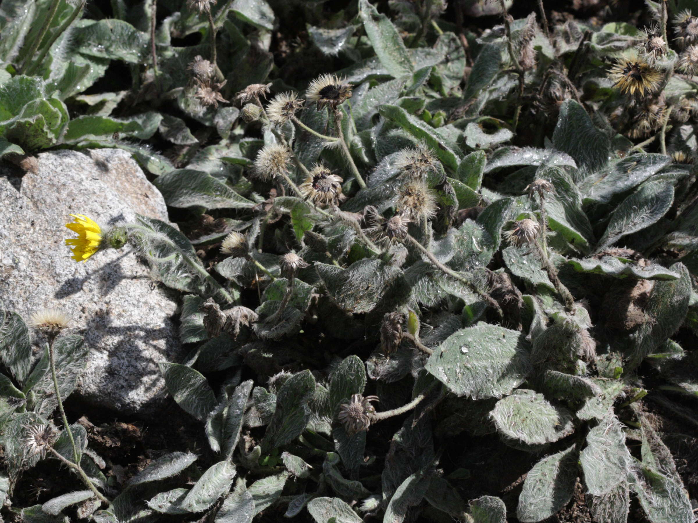 hieracium_lawsonii1bd