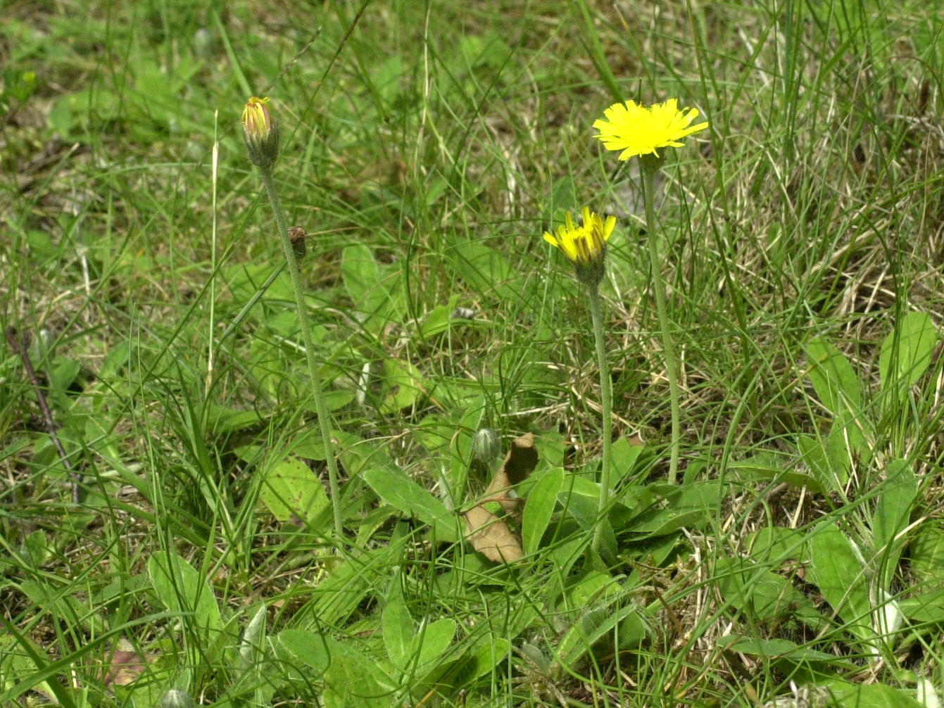 hieracium_pilosella3md