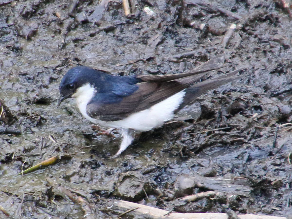 hirondelle_de_fenetre_-_delichon_urbicum8bd