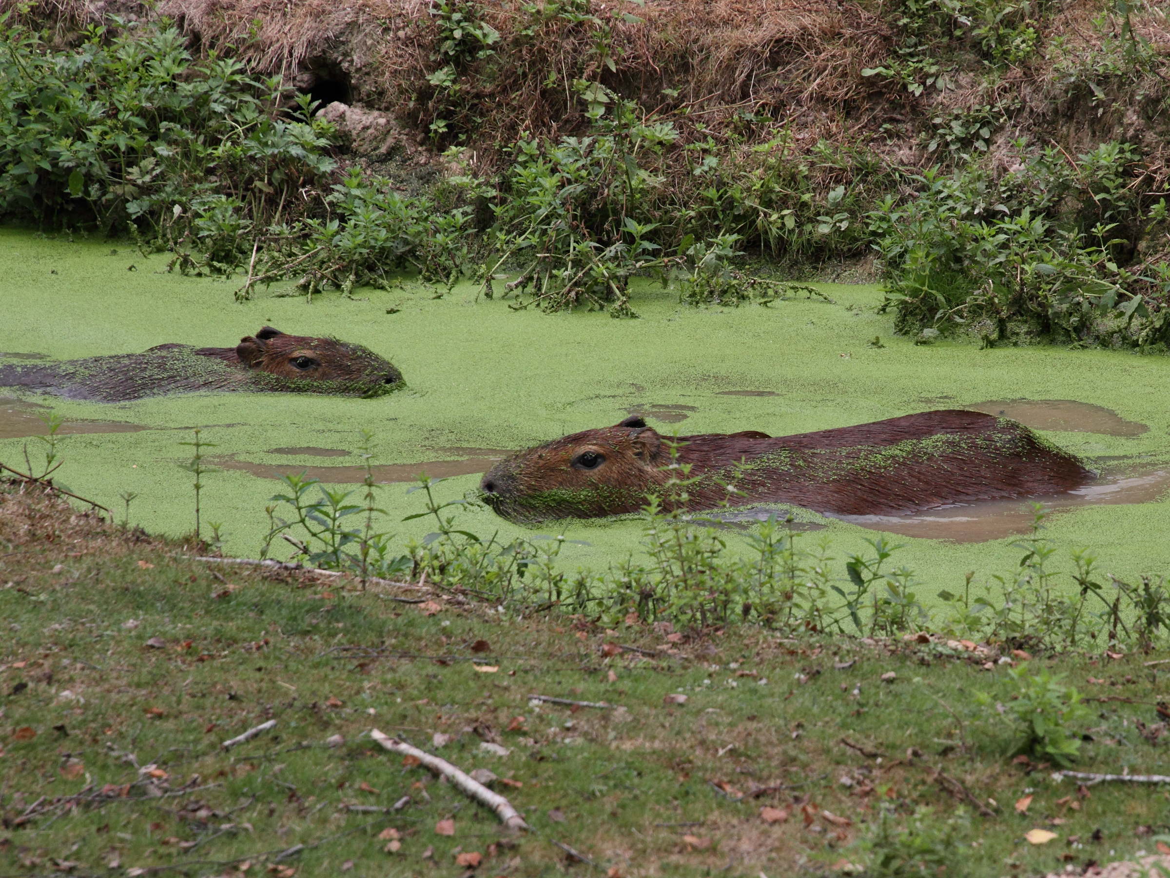 Hydrochaeris_hydrochaeris