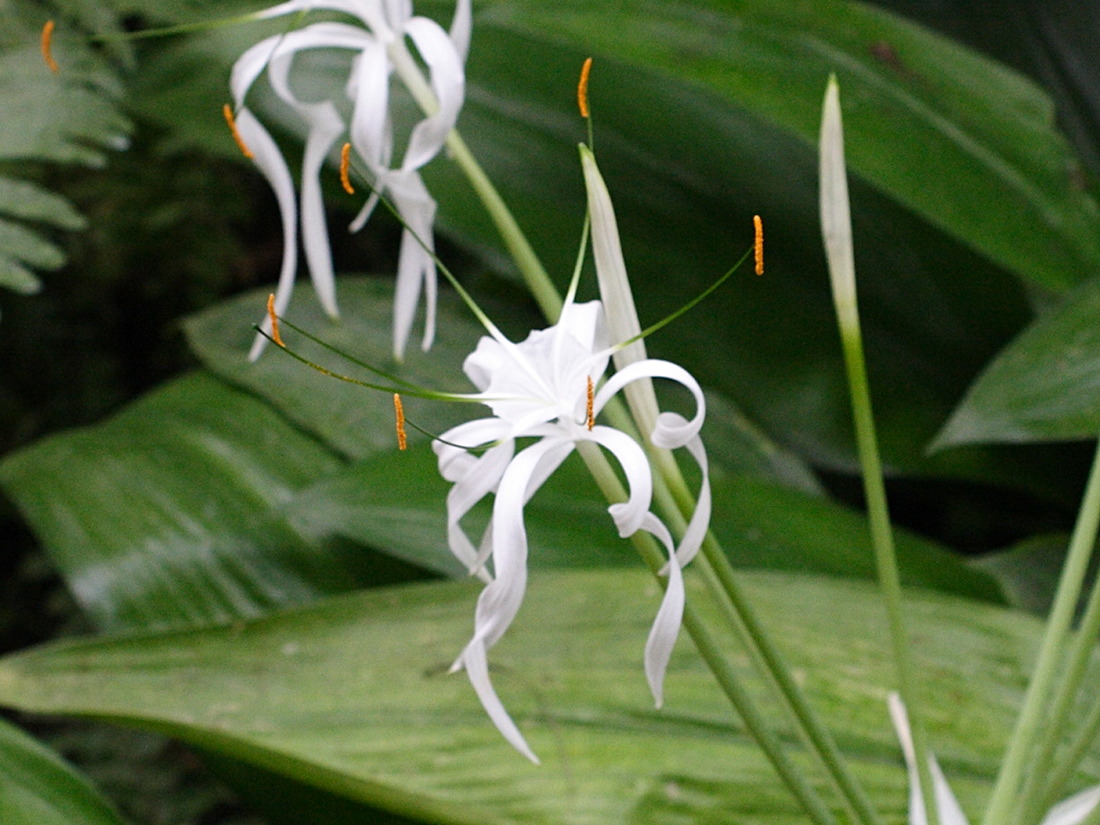 hymenocallis_littoralis2md