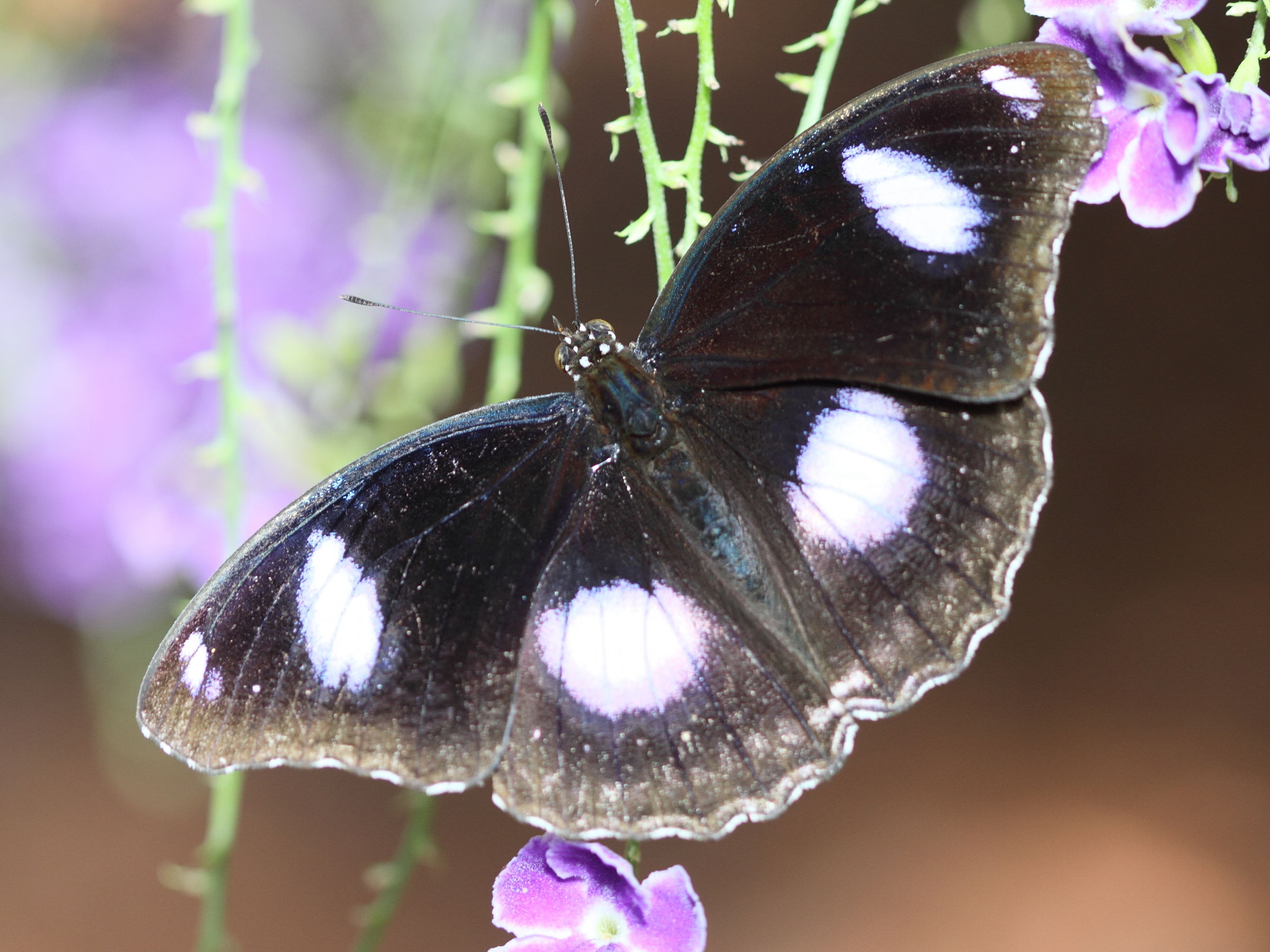 hypolimnas_bolina6bd