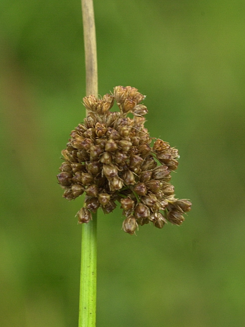 juncus_conglomeratus2md