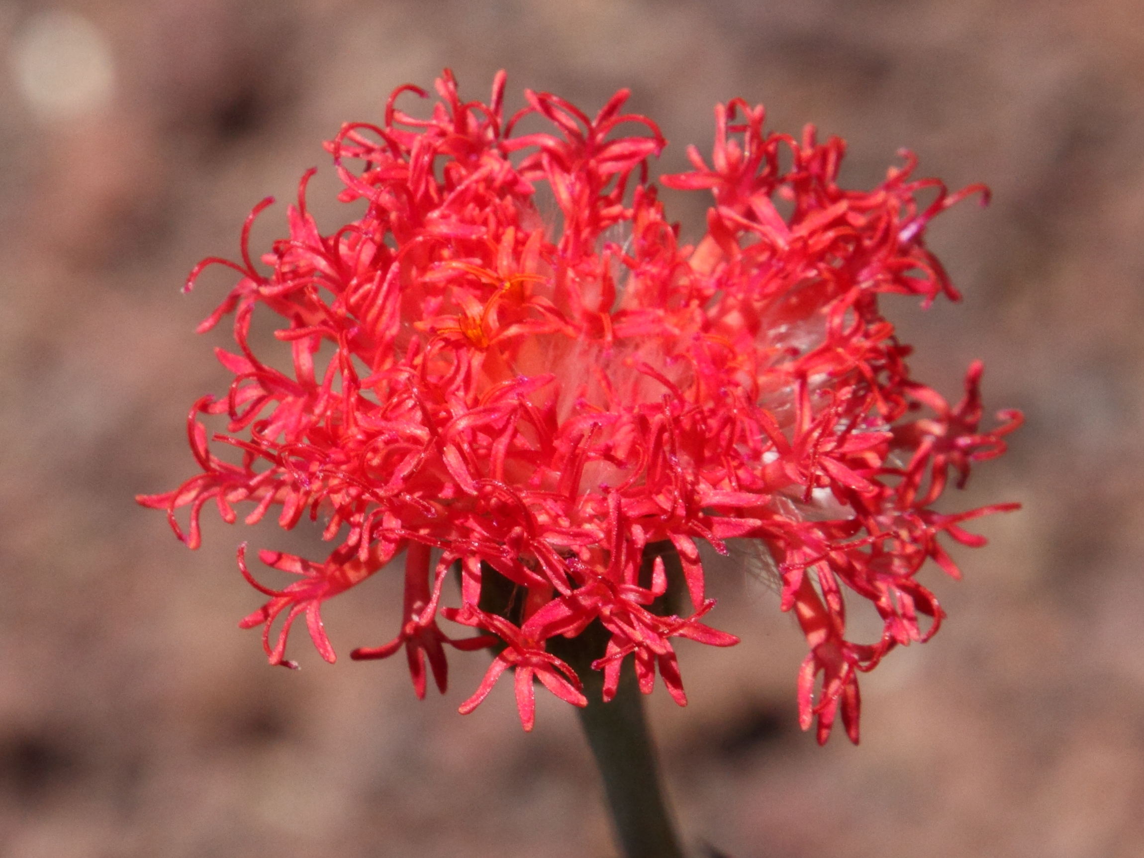 kleinia_picticaulis2md