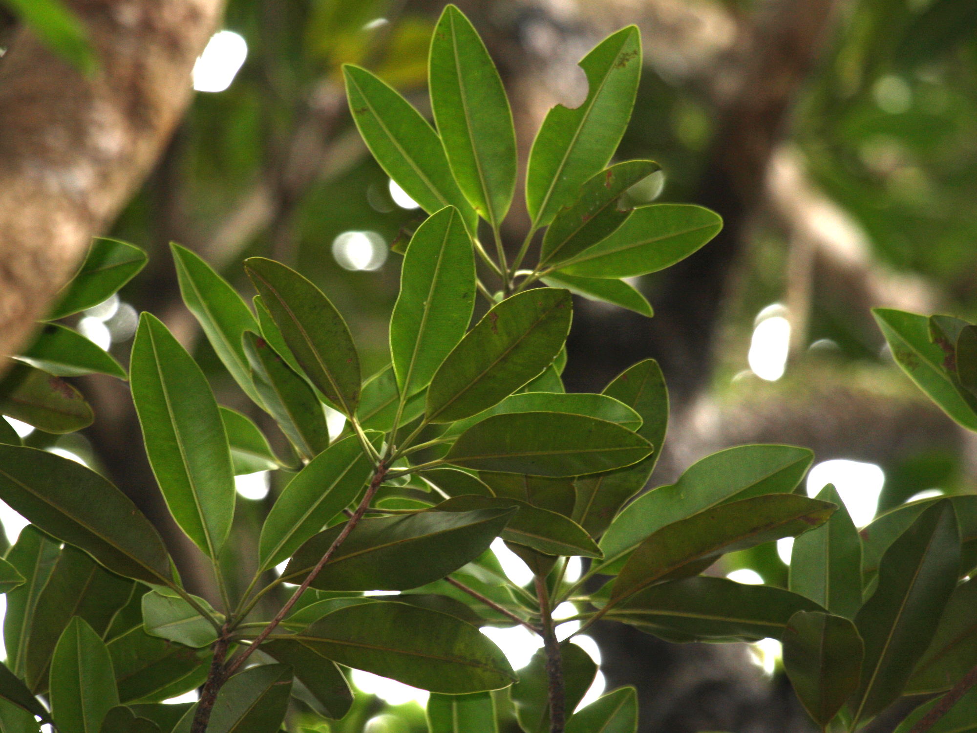 labourdonnaisia_calophylloides2bd