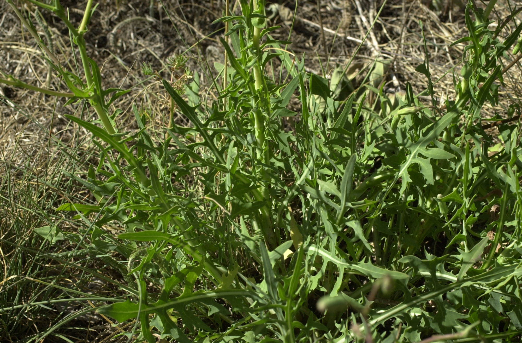 lactuca_perennis3bmd