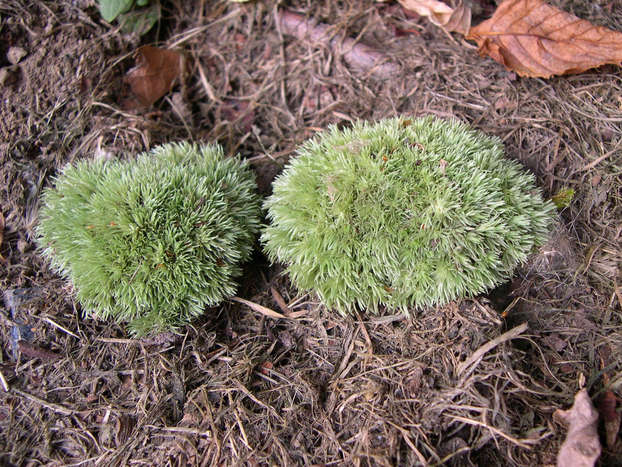 leucobryum_glaucum1md
