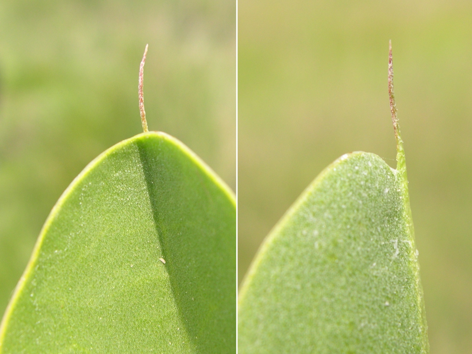 Afficher le média limonium_vulgare4md limonium_vulgare4md