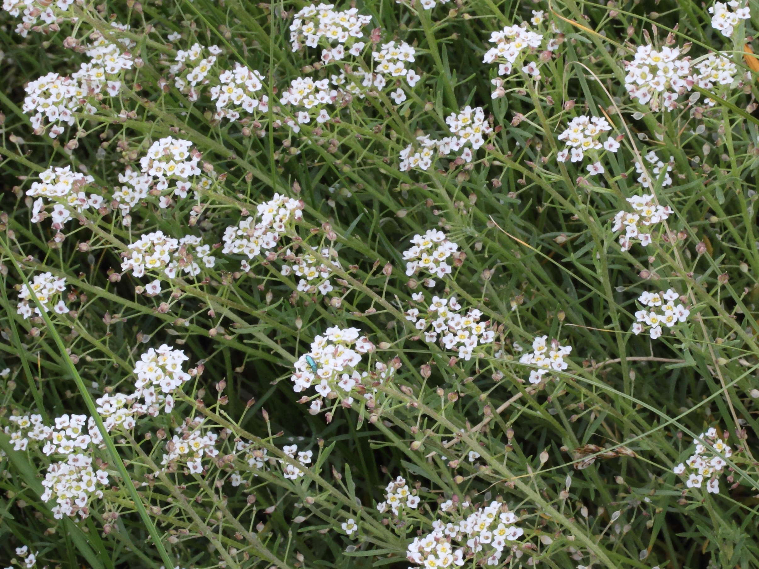 Afficher le média lobularia_maritima7md lobularia_maritima7md