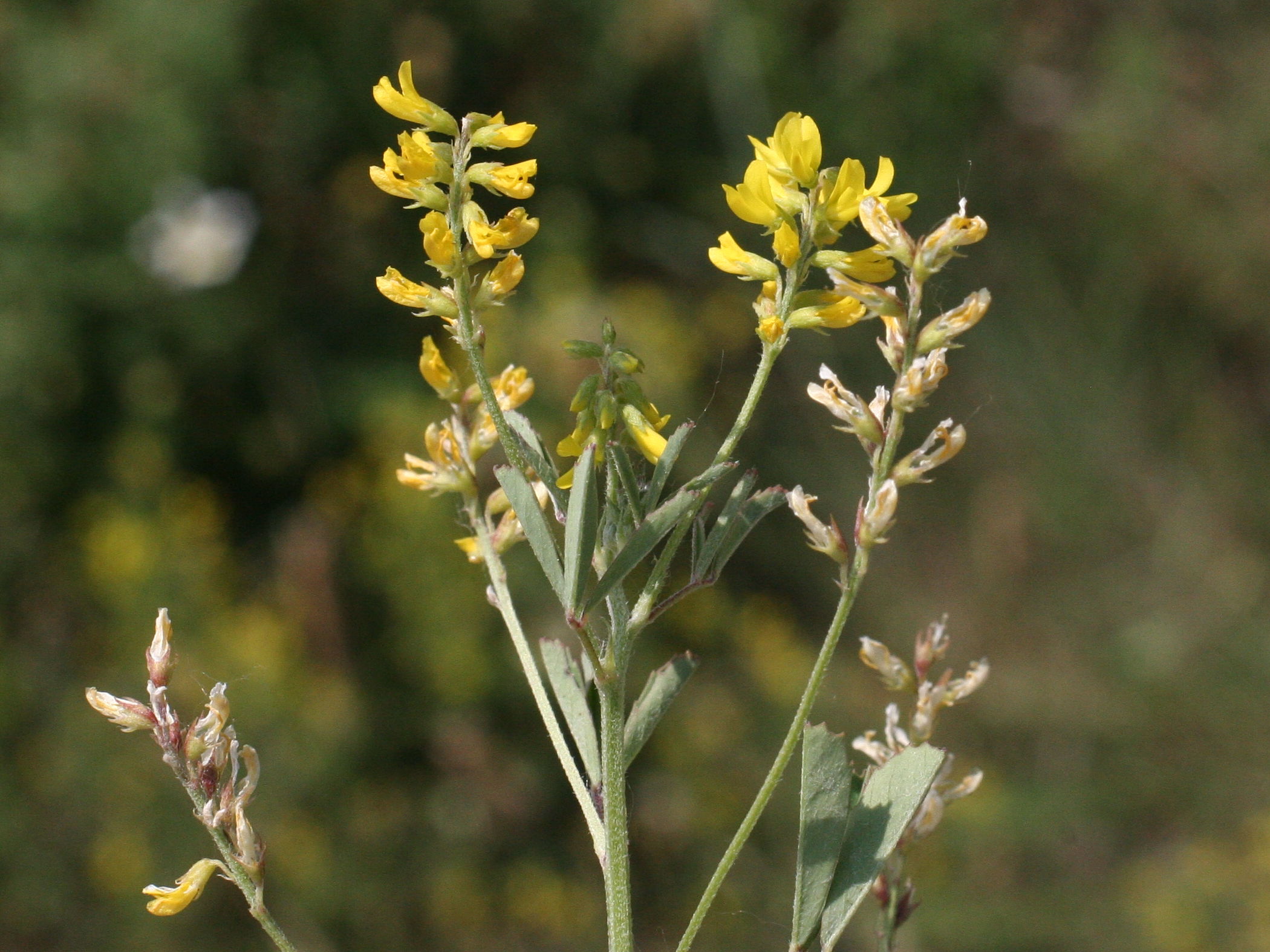 Afficher le média melilotus_neapolitanus2md melilotus_neapolitanus2md