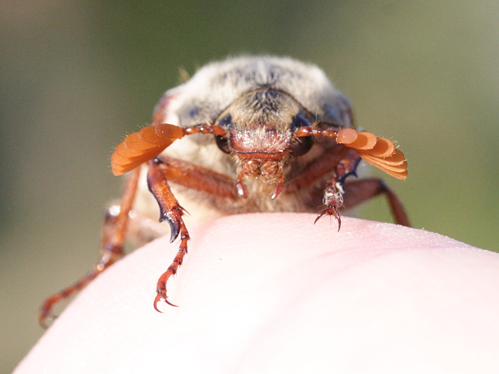 melolontha_melolontha2md