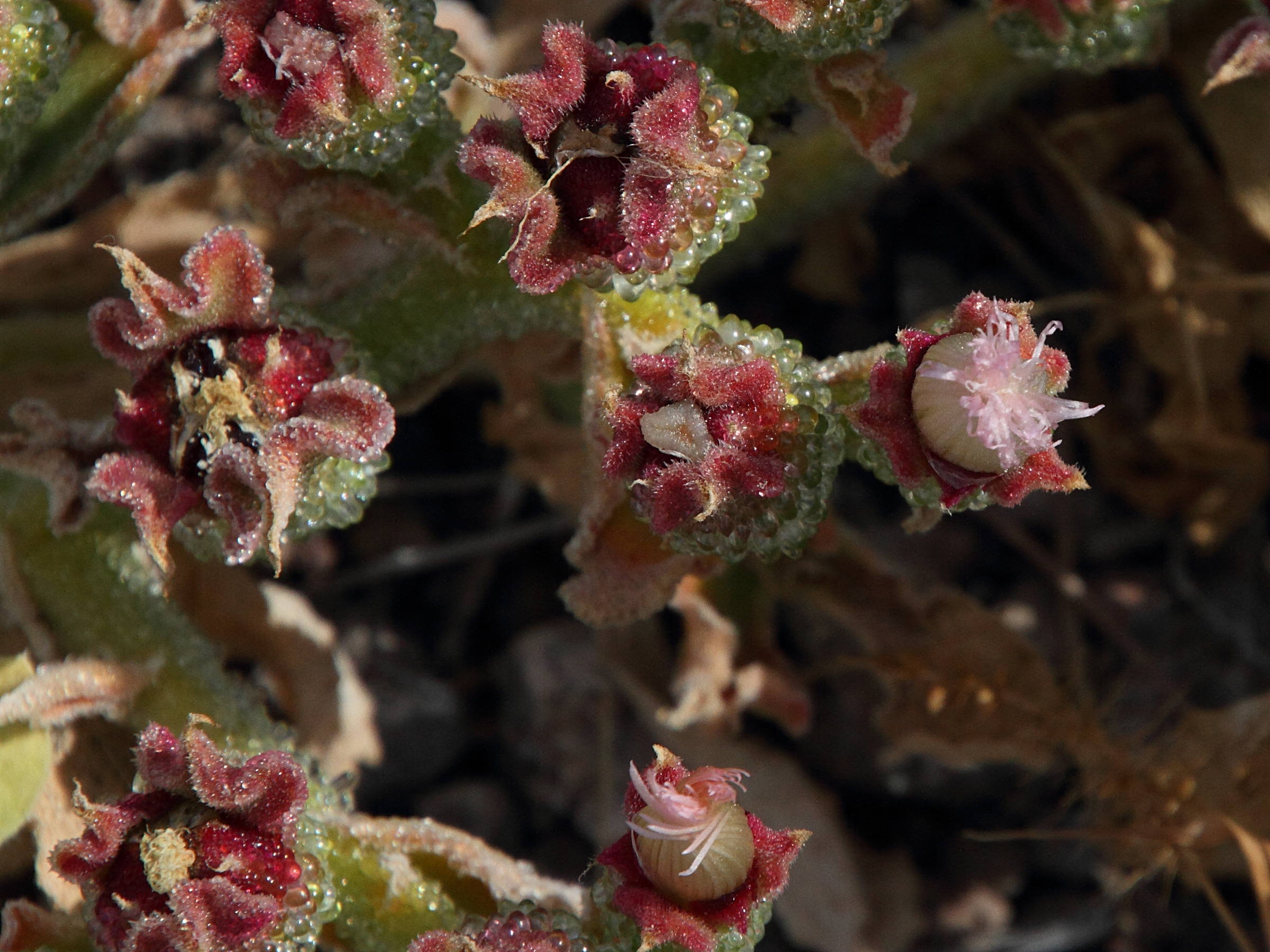 Afficher le média Mesembryanthemum_crystallinum Mesembryanthemum_crystallinum