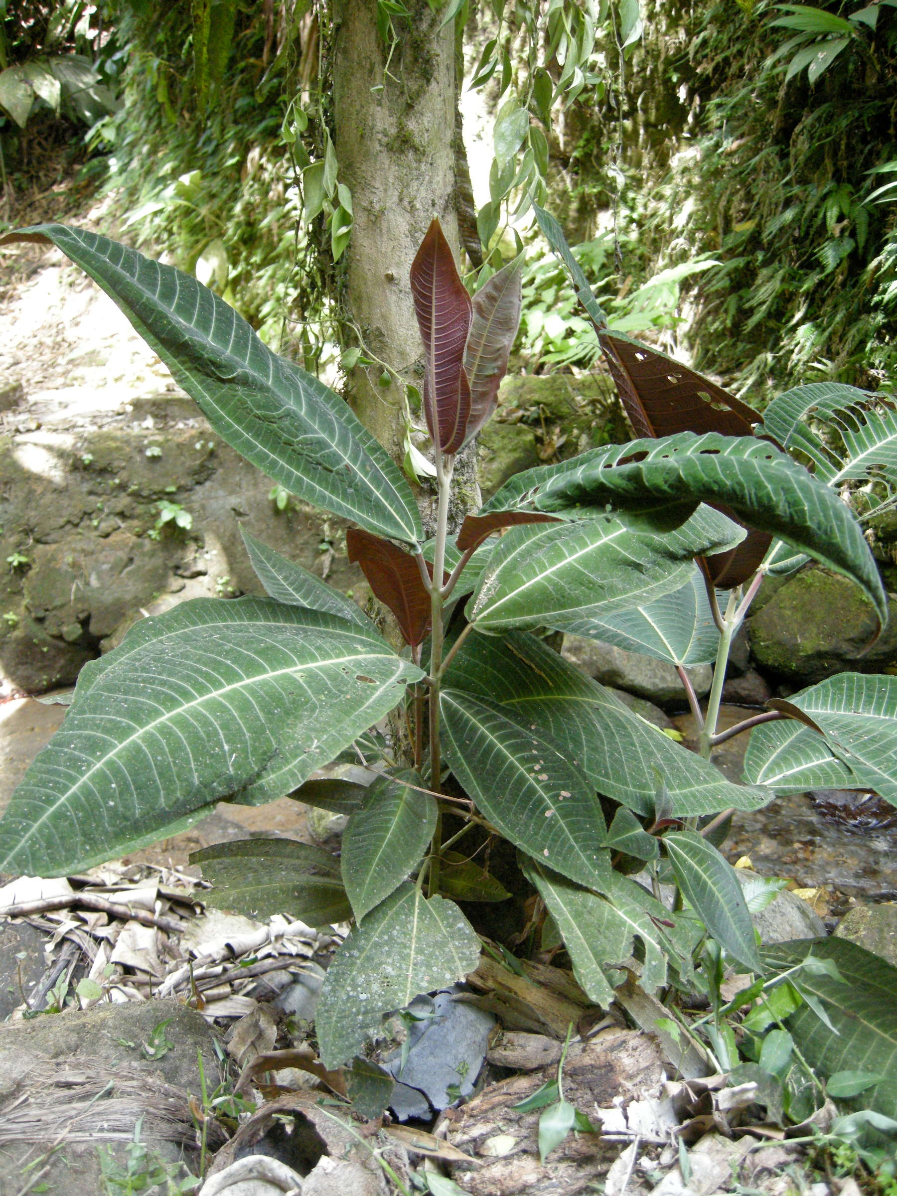 miconia_calvescens3md