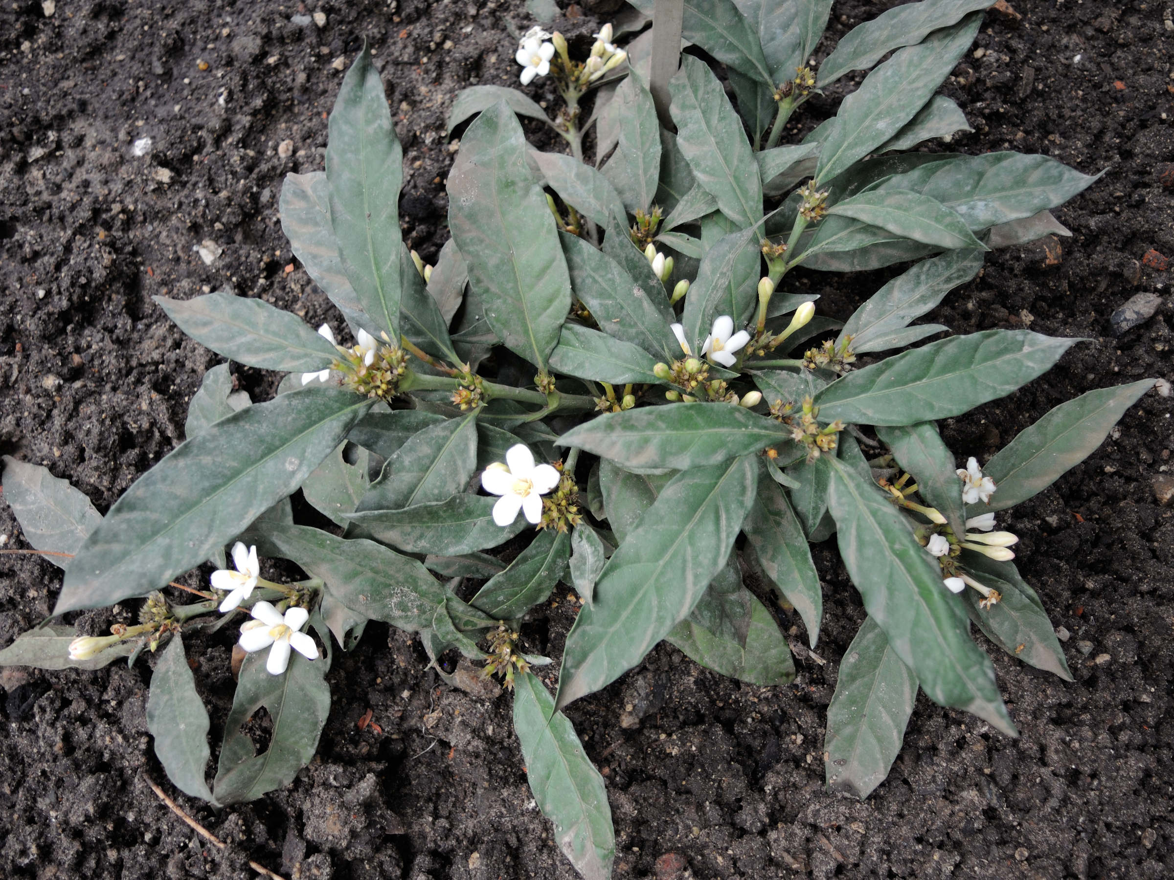 mitriostigma_axillare1md