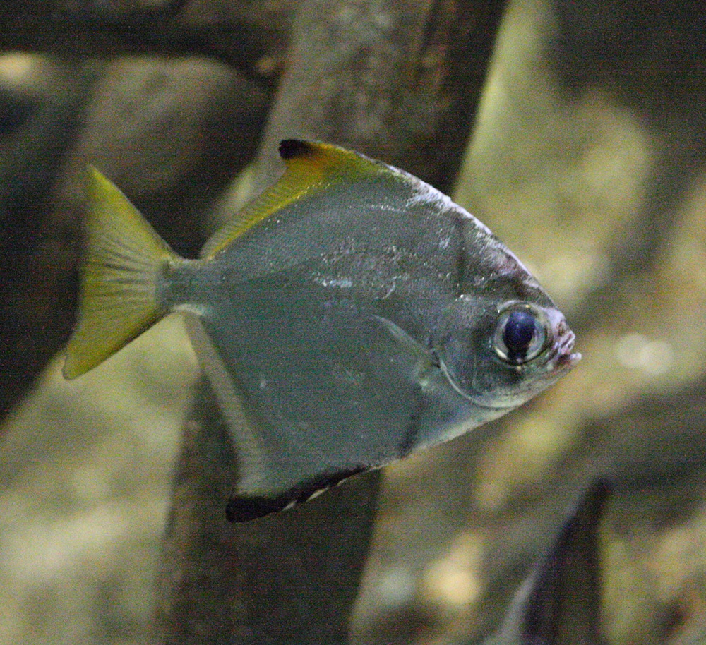 Monodactylus_argenteus