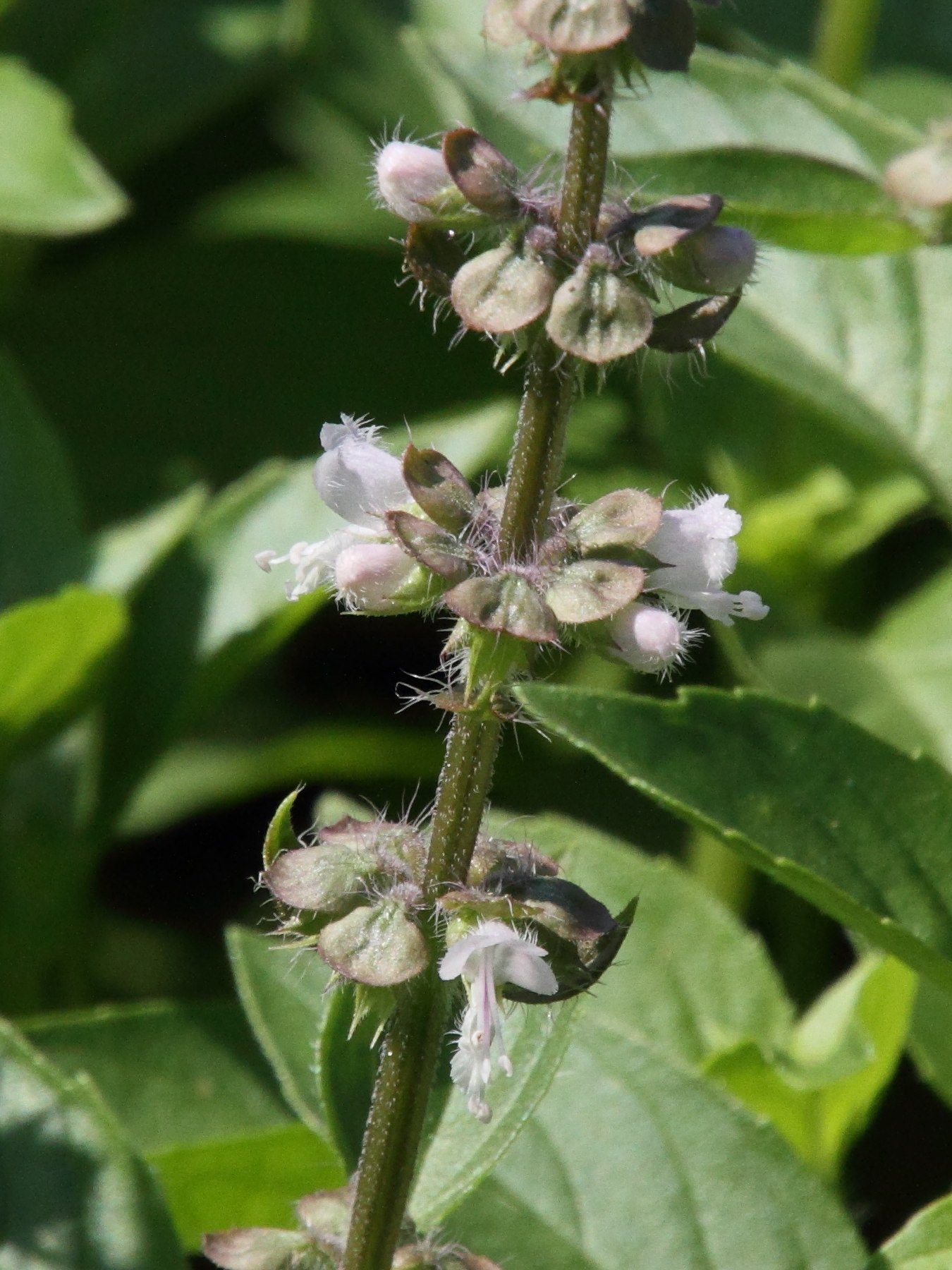 Afficher le média ocimum_basilicum4md ocimum_basilicum4md