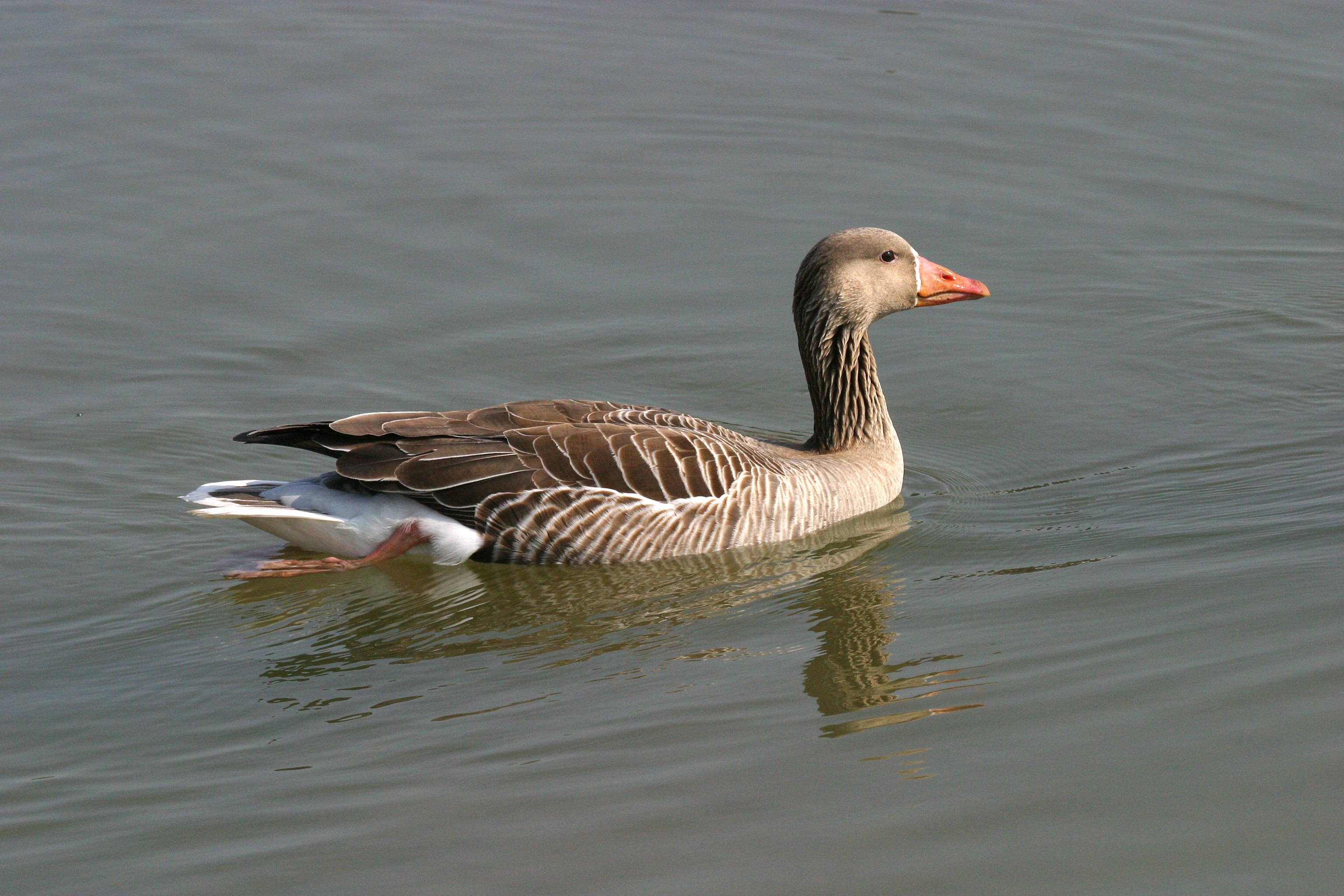 oie_rieuse_-_anser_albifrons5bd