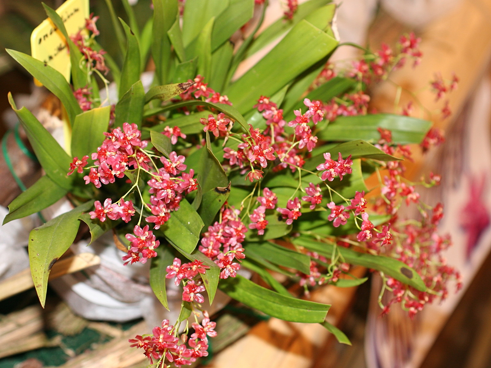 Afficher le média oncidium_ornithorhynchum3md oncidium_ornithorhynchum3md