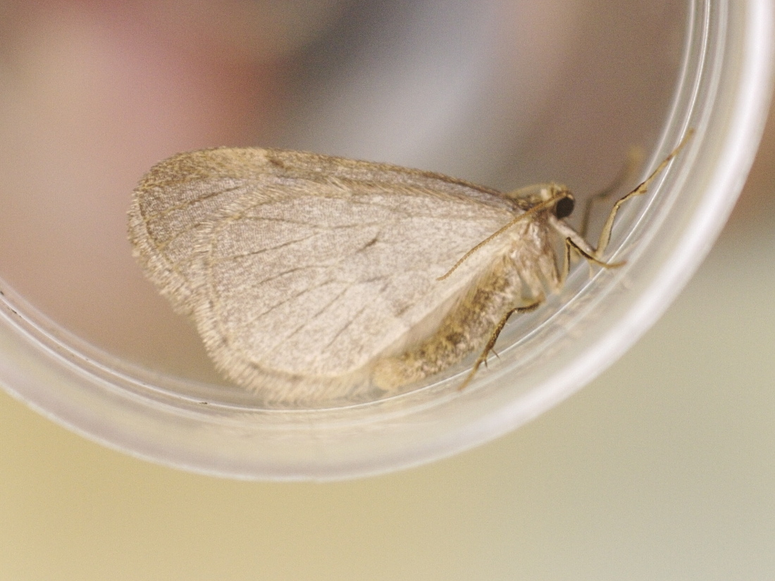 operophtera_brumata4md