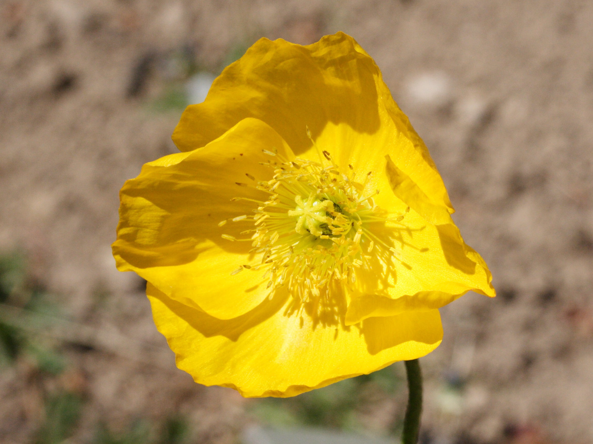 Afficher le média papaver_alpinum_alpinum2md papaver_alpinum_alpinum2md