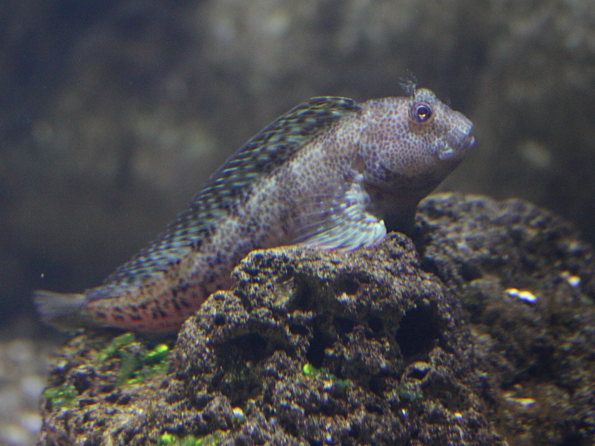 Afficher le média parablennius_gattorugine2md parablennius_gattorugine2md