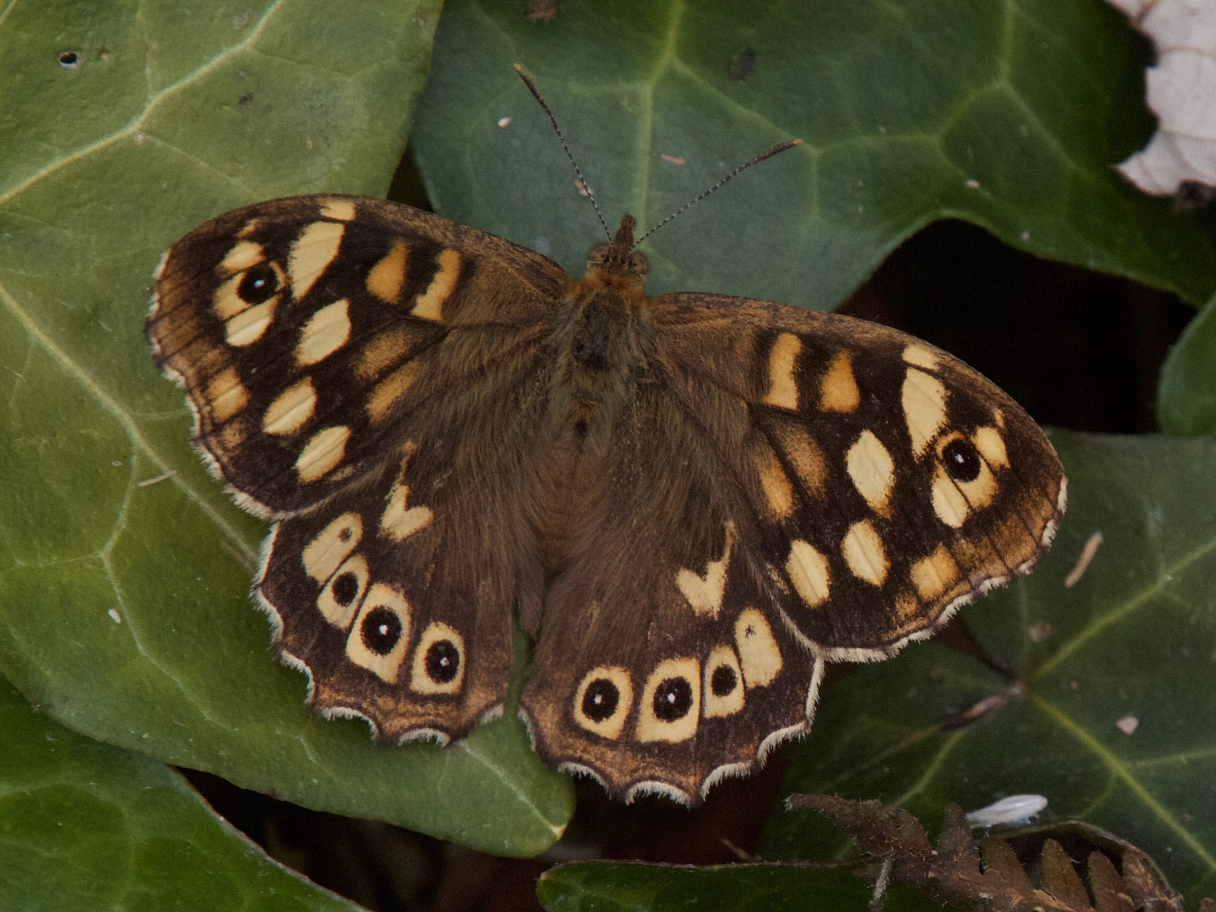 pararge_aegeria_tircis3bmd